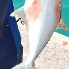 The most recent Talang queenfish catches on Fishbrain