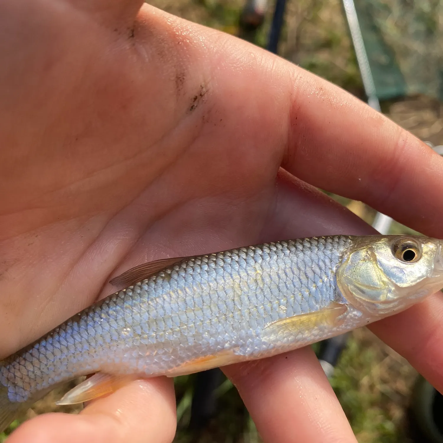 European chub caught on Fishbrain