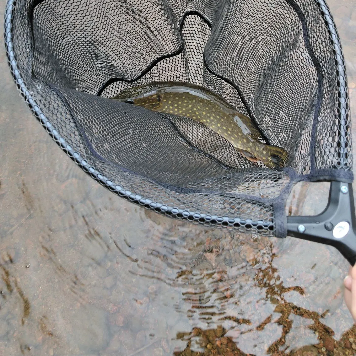 Northern pike caught on Fishbrain