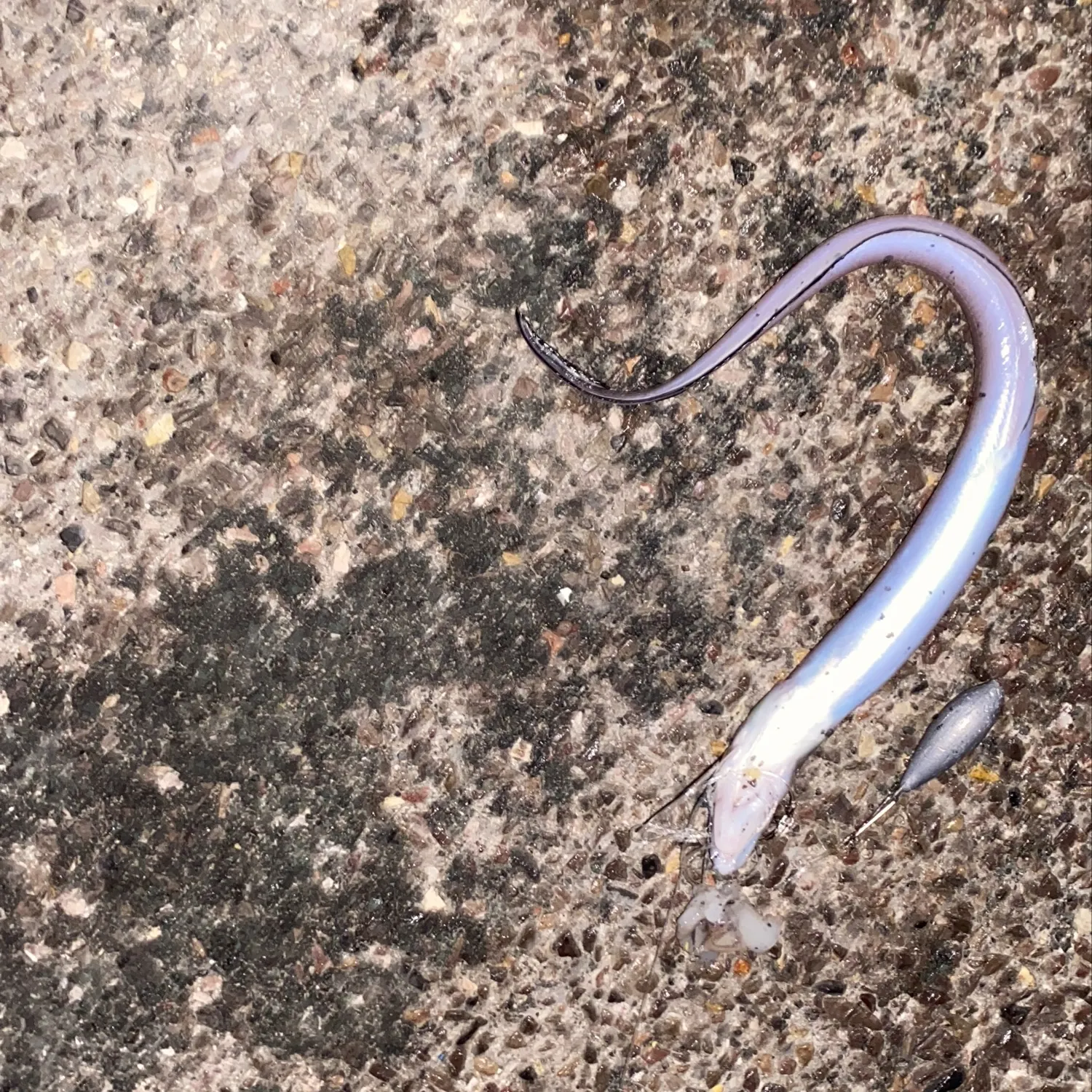 American eel caught on Fishbrain