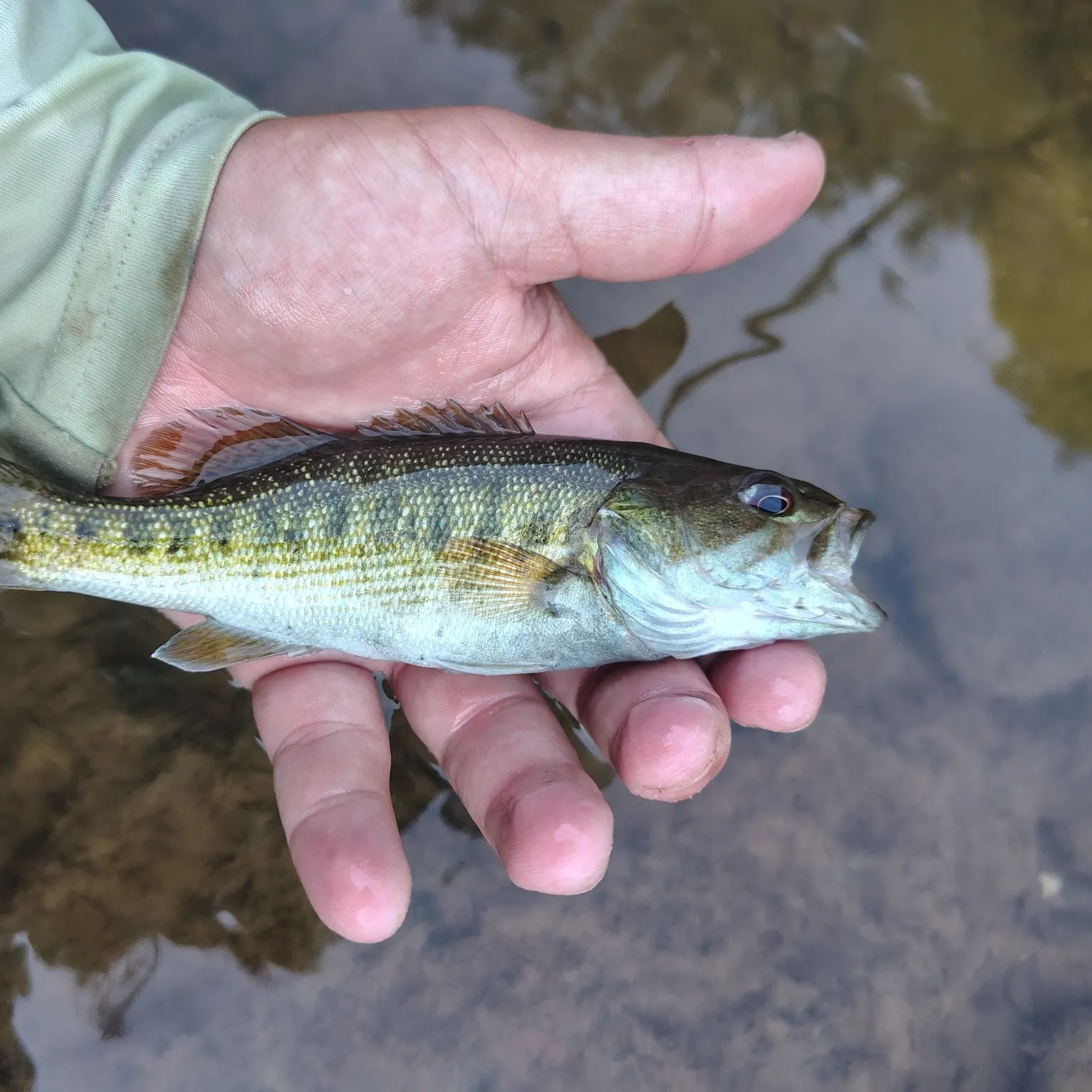 The most recent Redeye bass catches on Fishbrain