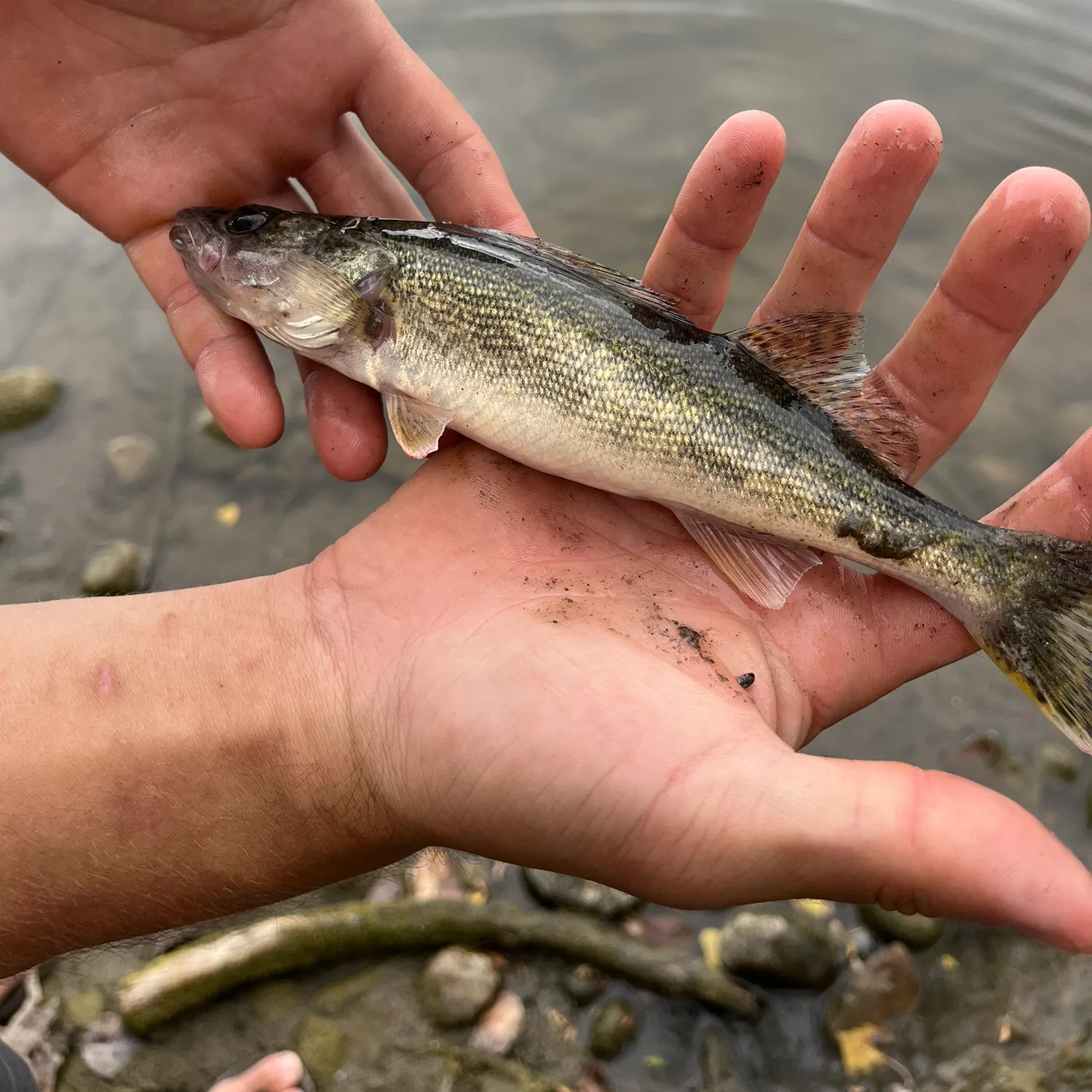 Saugeye caught on Fishbrain