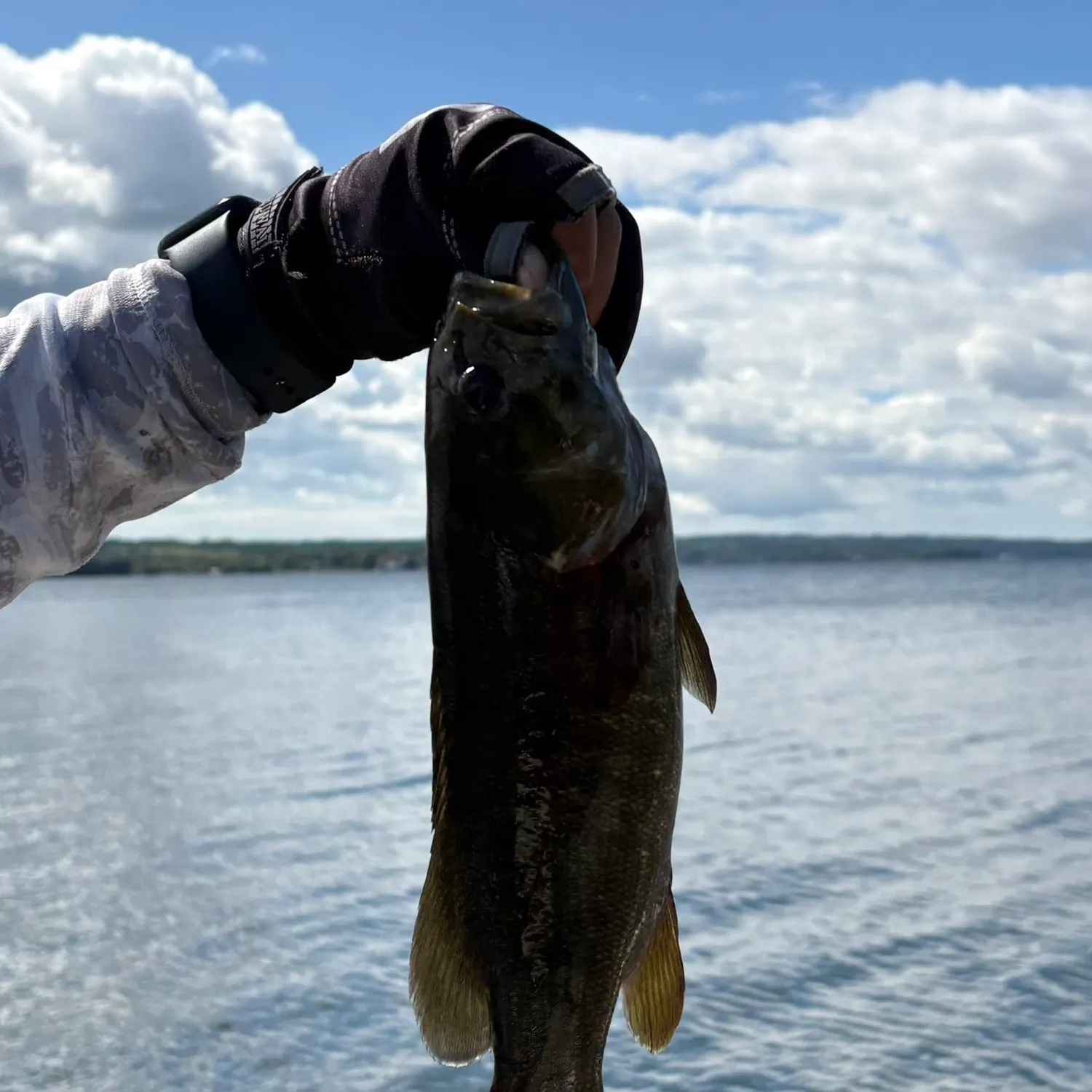 Smallmouth bass caught on Fishbrain