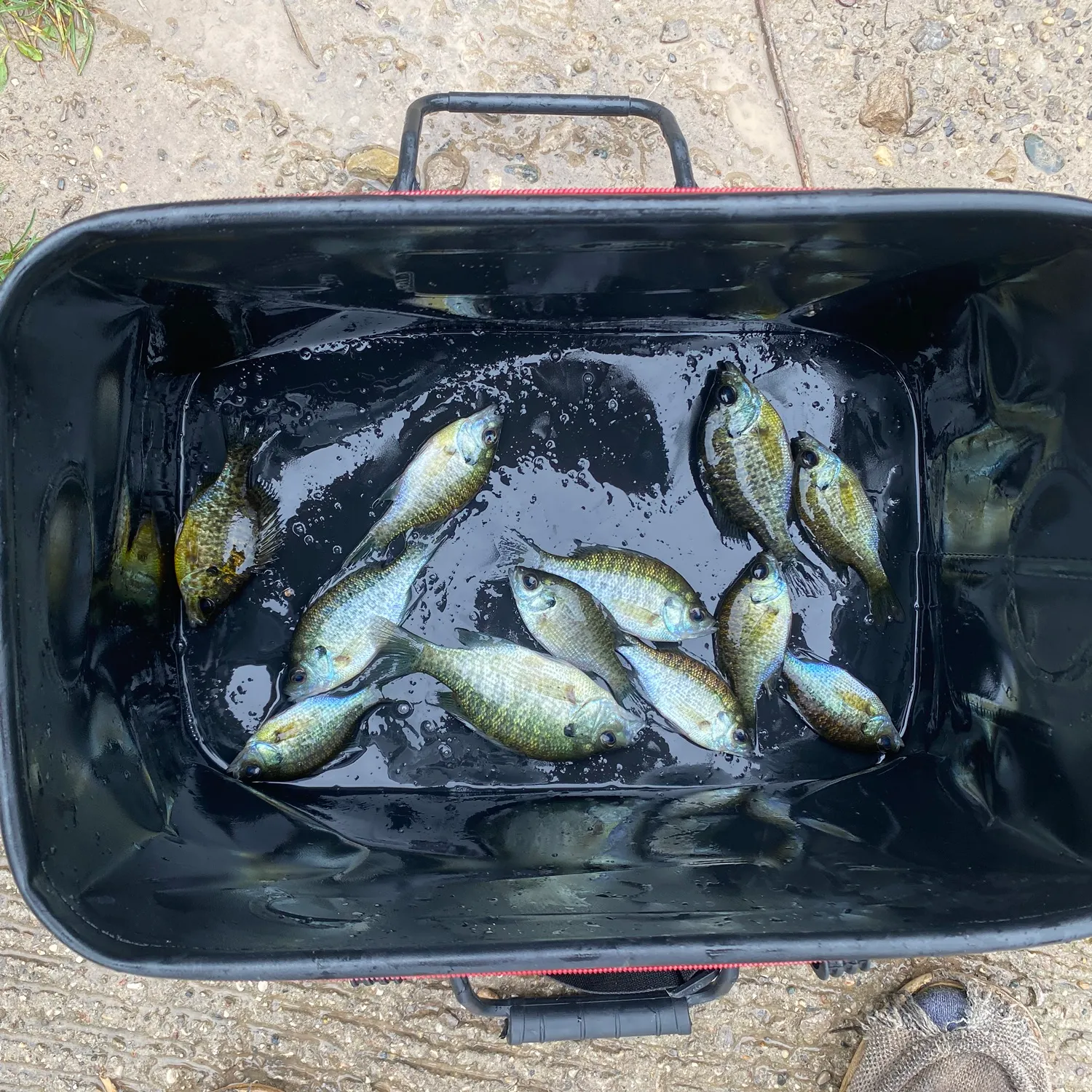 Bluegill caught on Fishbrain