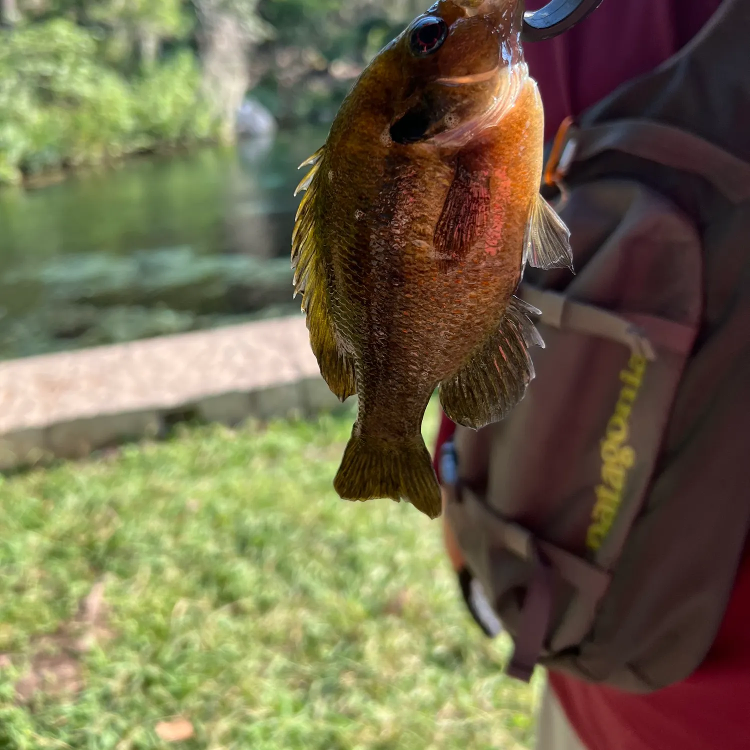 The most recent Redspotted sunfish catches on Fishbrain