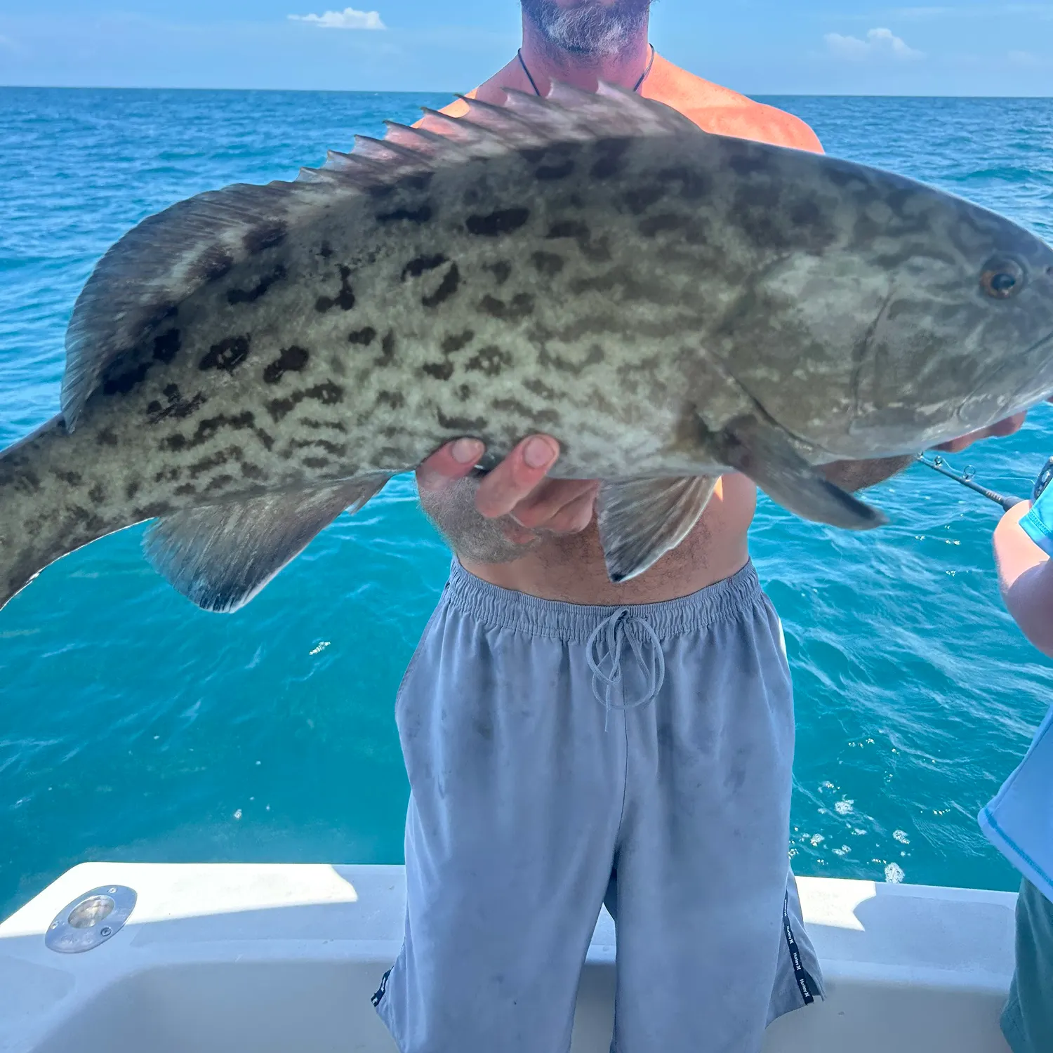 The most recent Gag grouper catches on Fishbrain