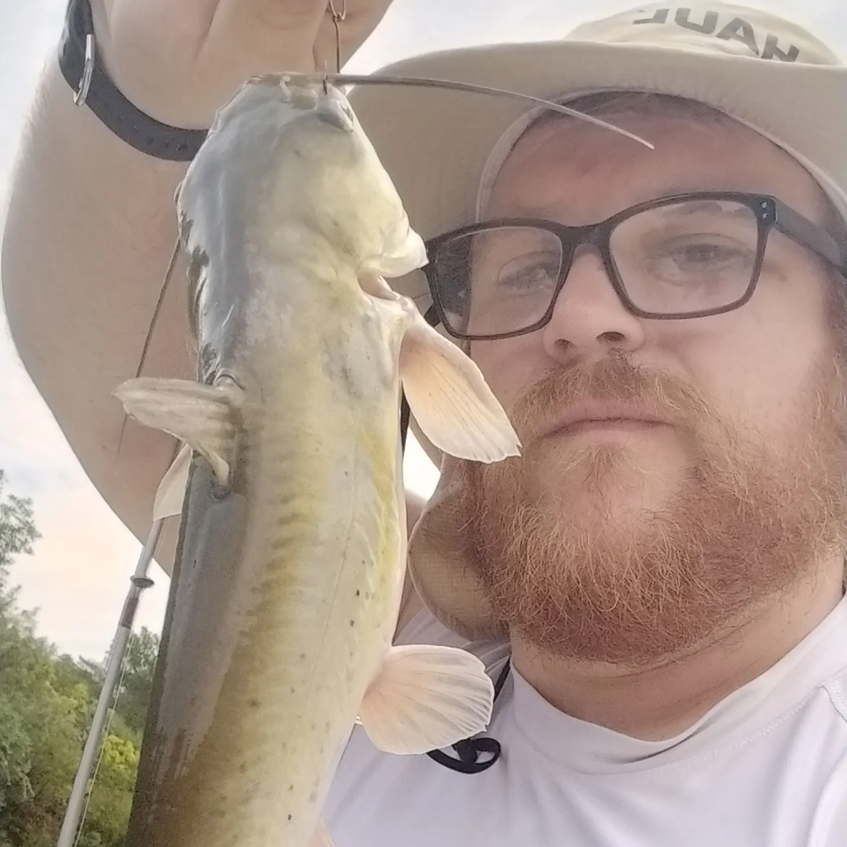 Channel catfish caught on Fishbrain