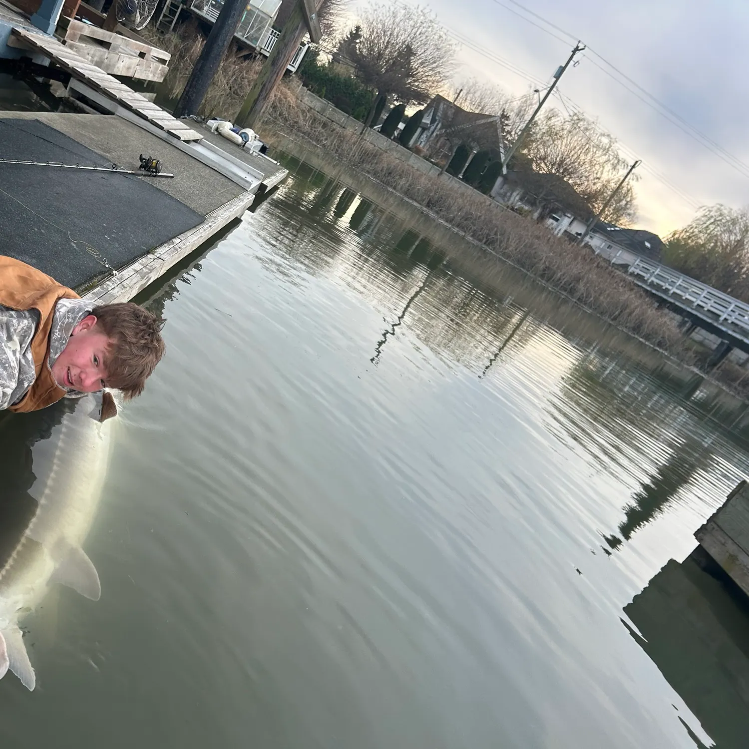 The most recent White sturgeon catches on Fishbrain