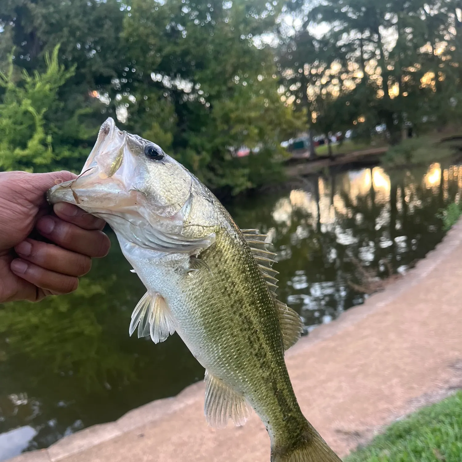 Spotted bass caught on Fishbrain