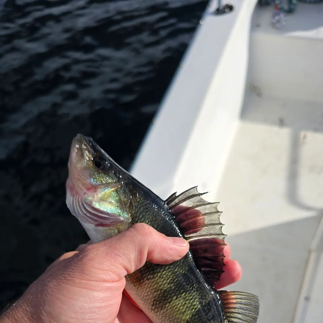 Yellow perch caught on Fishbrain