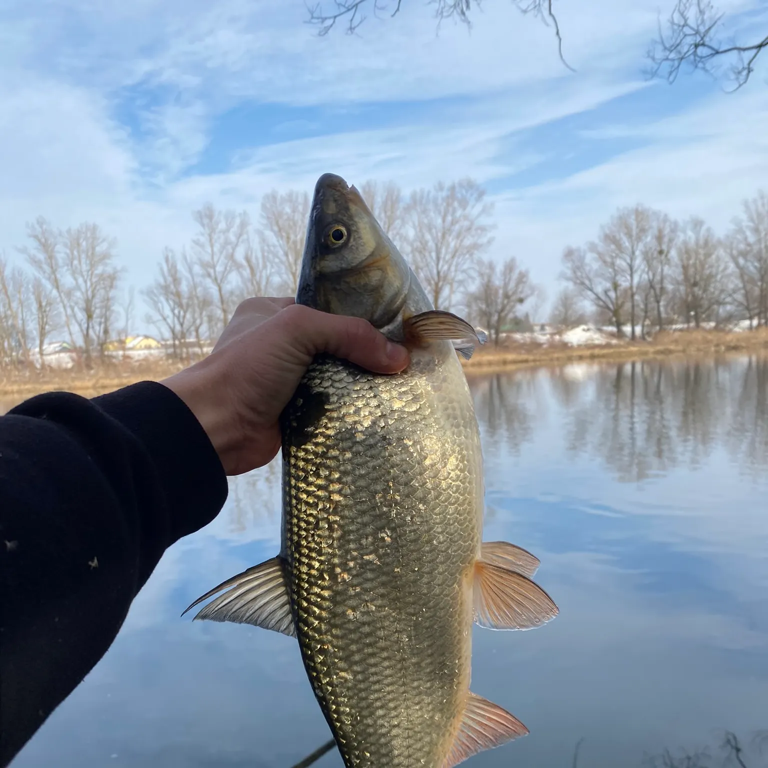 The most recent Common nase catches on Fishbrain