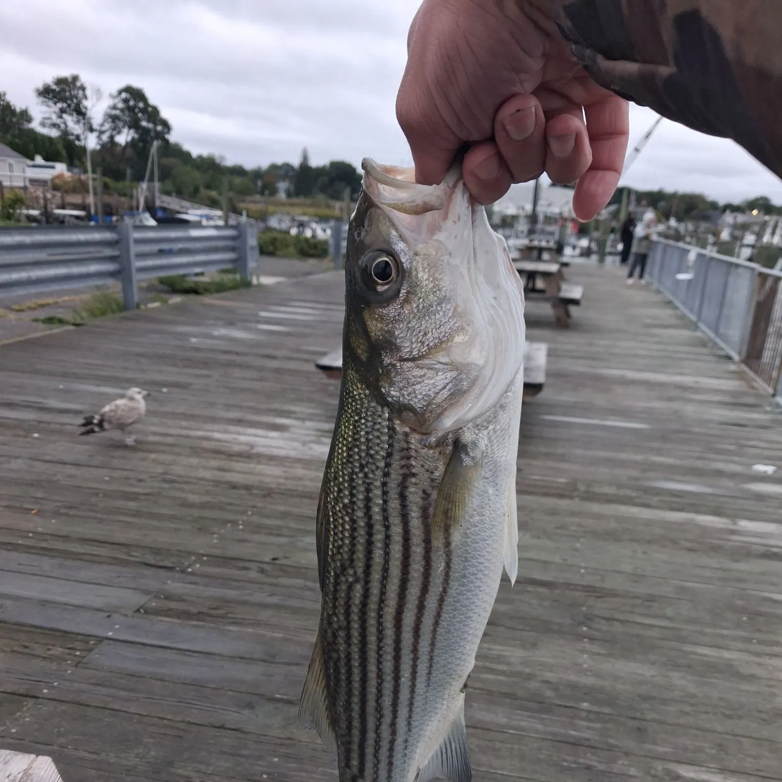 catch