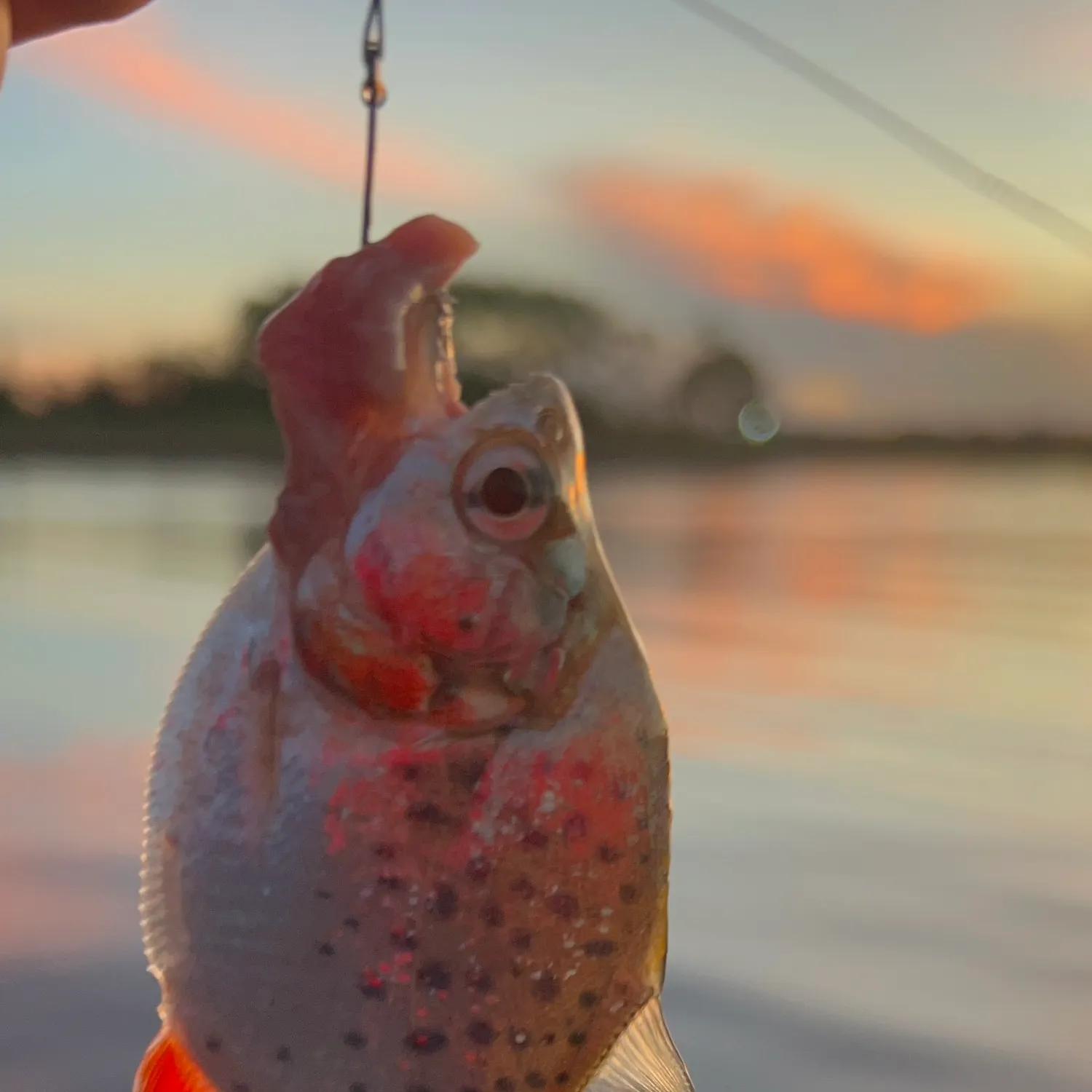 The most recent Redeye piranha catches on Fishbrain