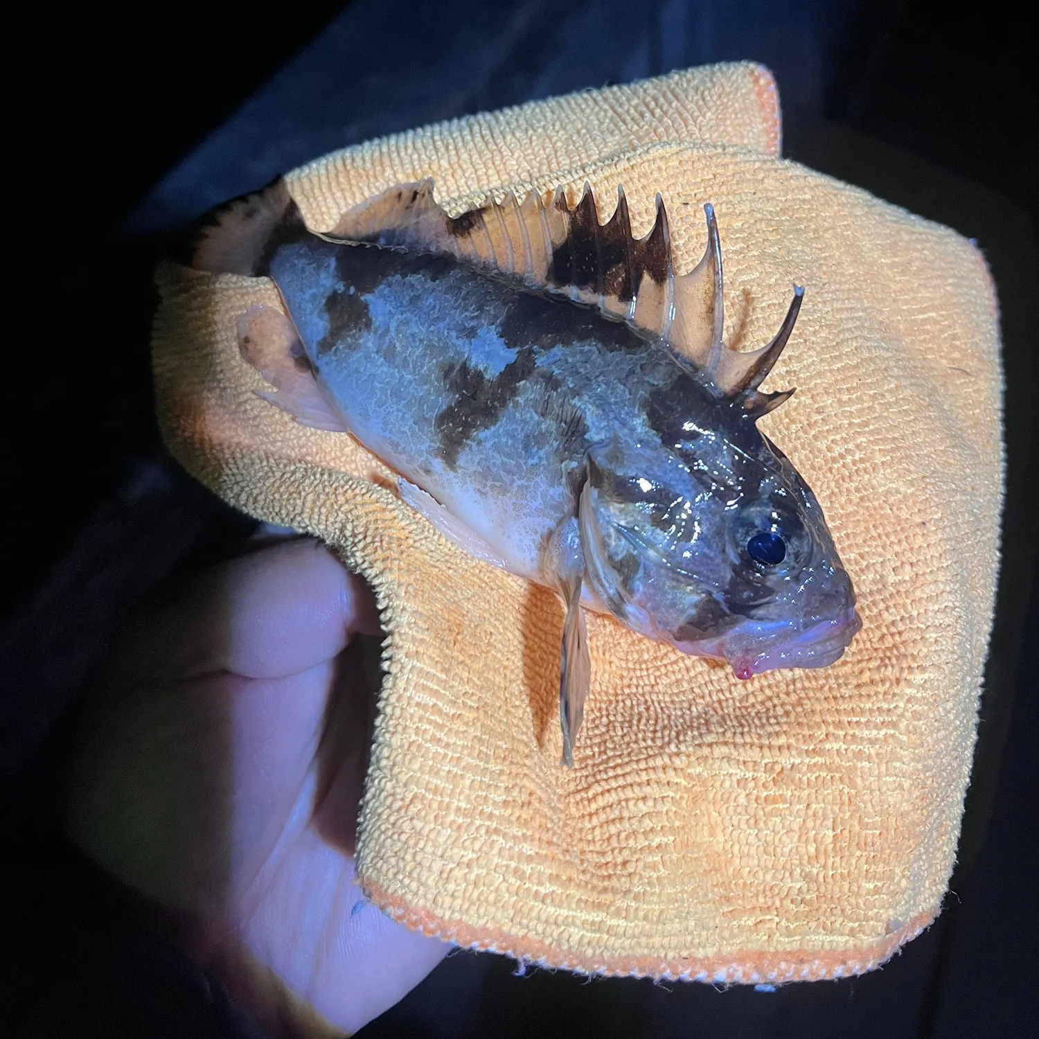 The most recent Common toadfish catches on Fishbrain