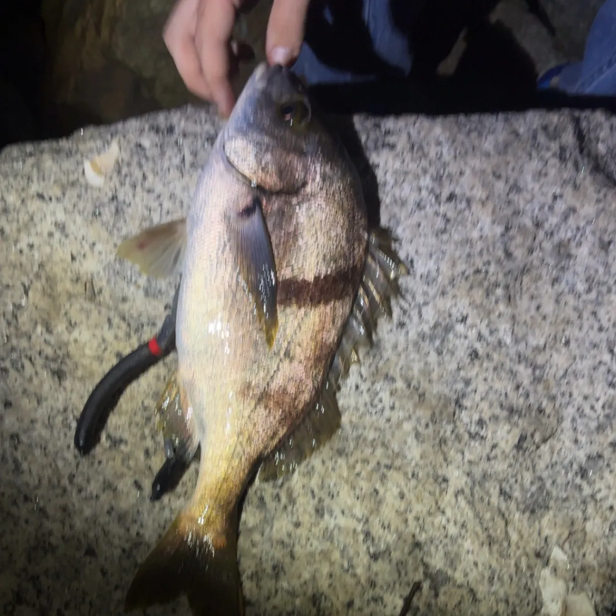 The most recent Spotted head sargo catches on Fishbrain