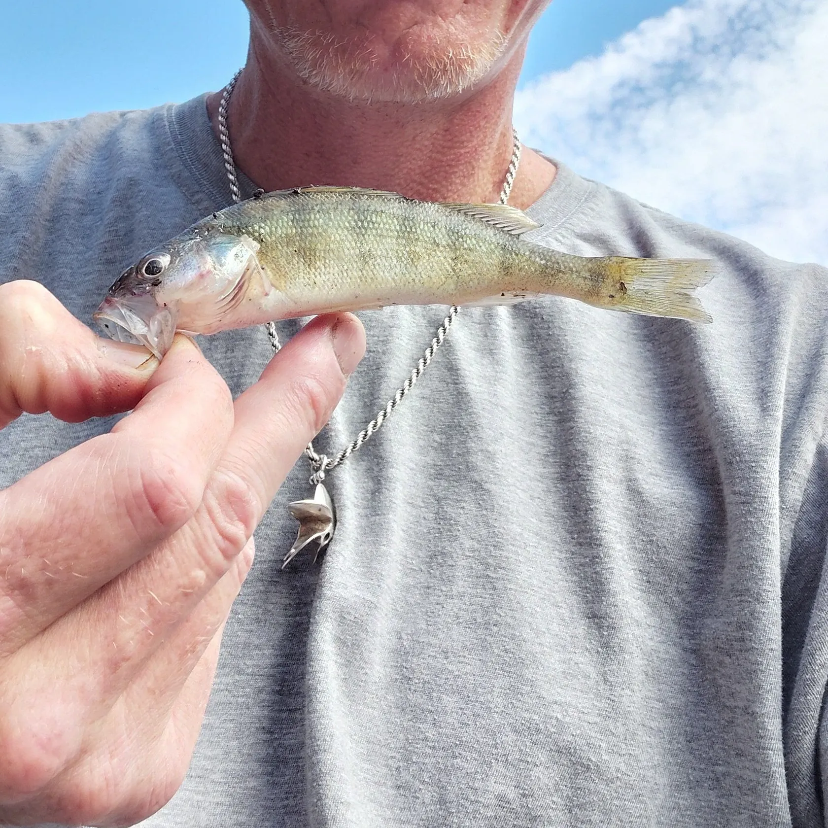 Yellow perch caught on Fishbrain