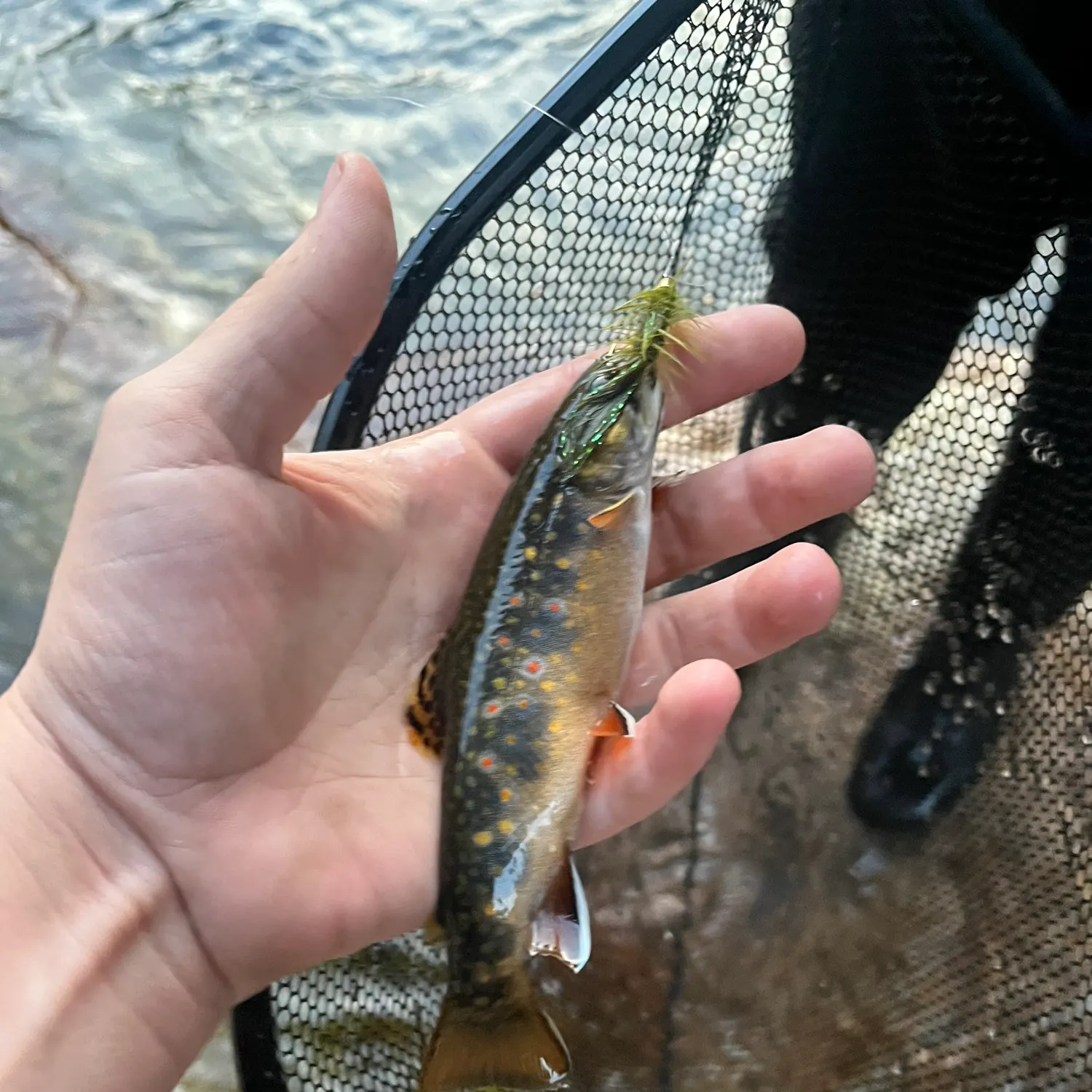 Brook trout caught on Fishbrain