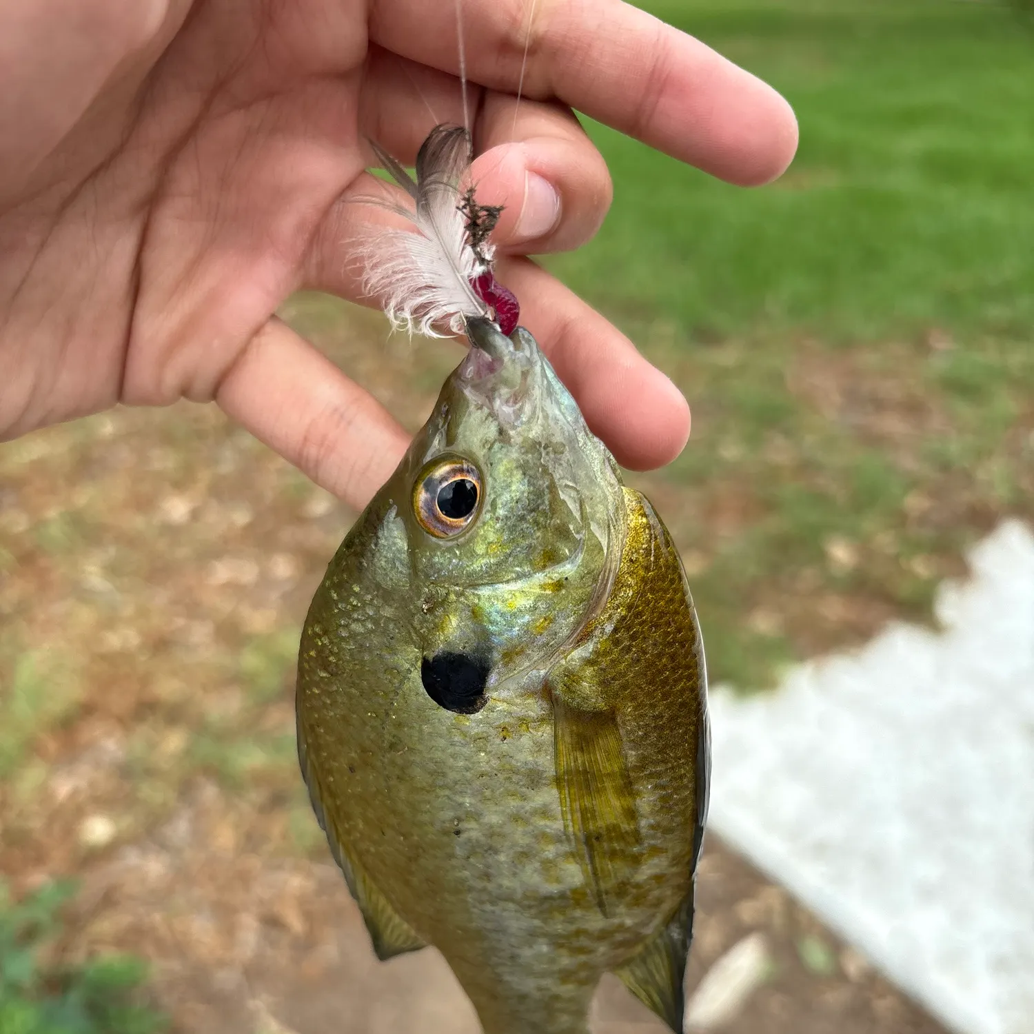 Bluegill caught on Fishbrain