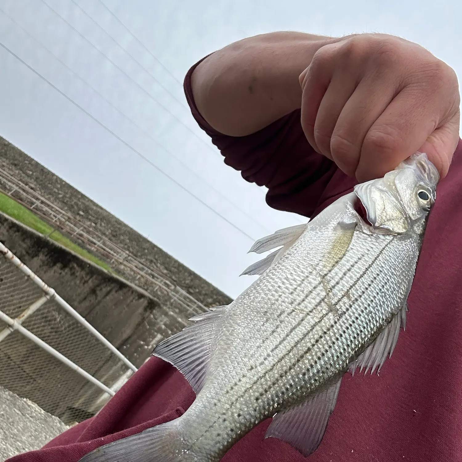 White bass caught on Fishbrain