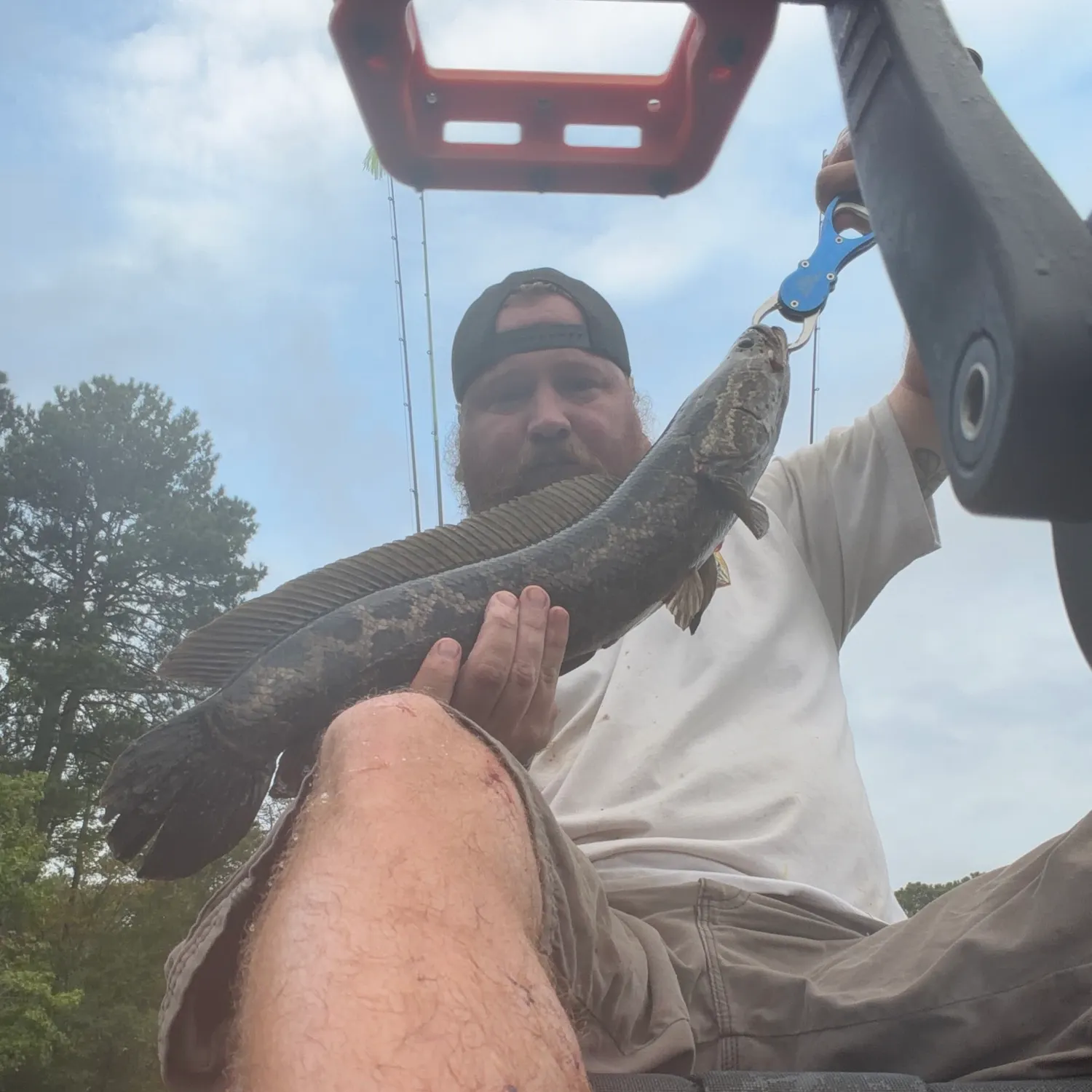 Northern snakehead caught on Fishbrain