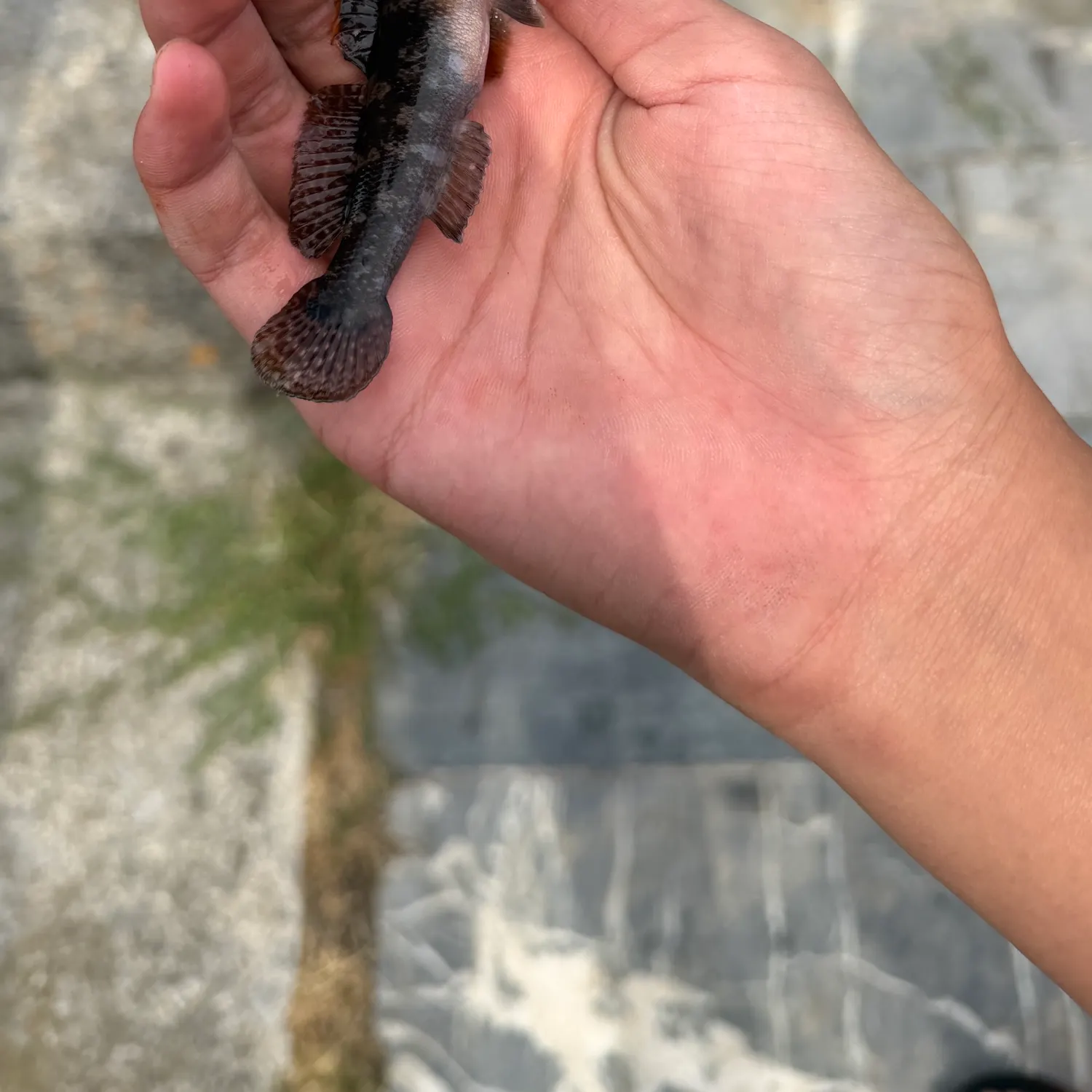 The most recent Black goby catches on Fishbrain