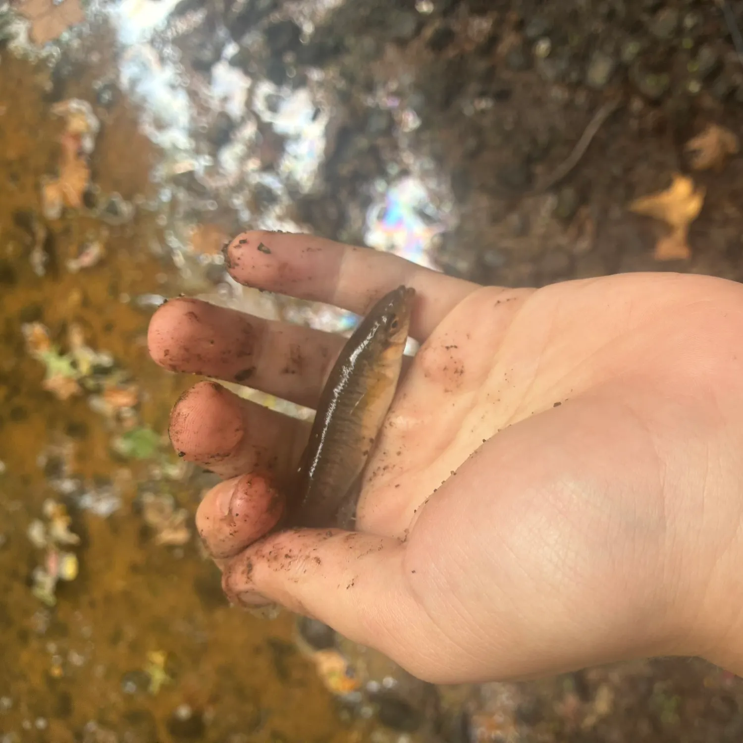 The most recent Banded killifish catches on Fishbrain