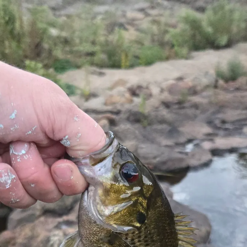 Rock bass caught on Fishbrain