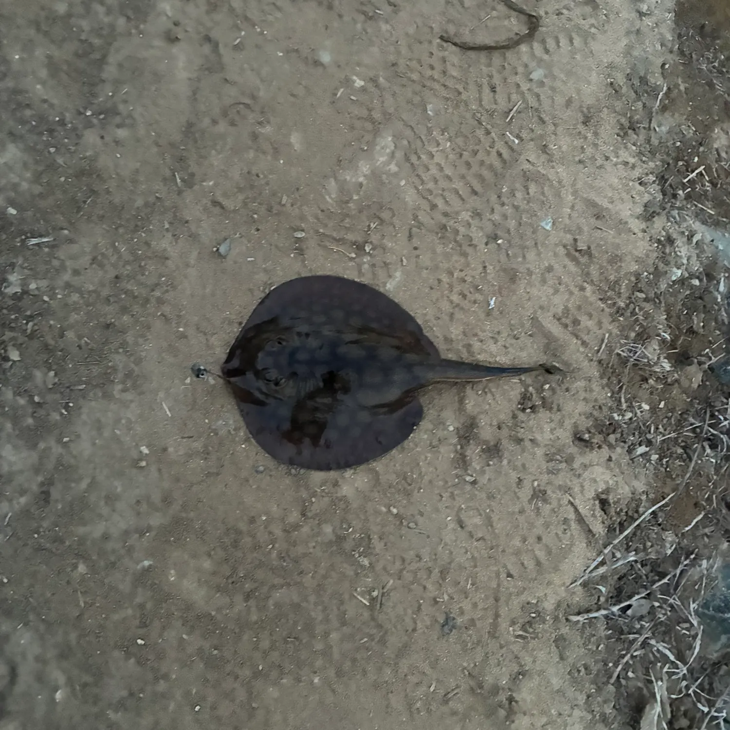 Haller's round ray caught on Fishbrain