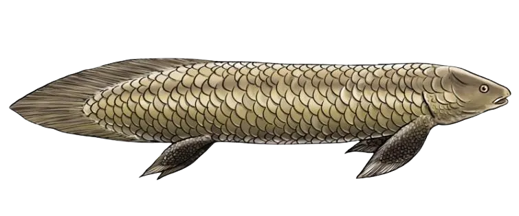 Australian Lungfish
