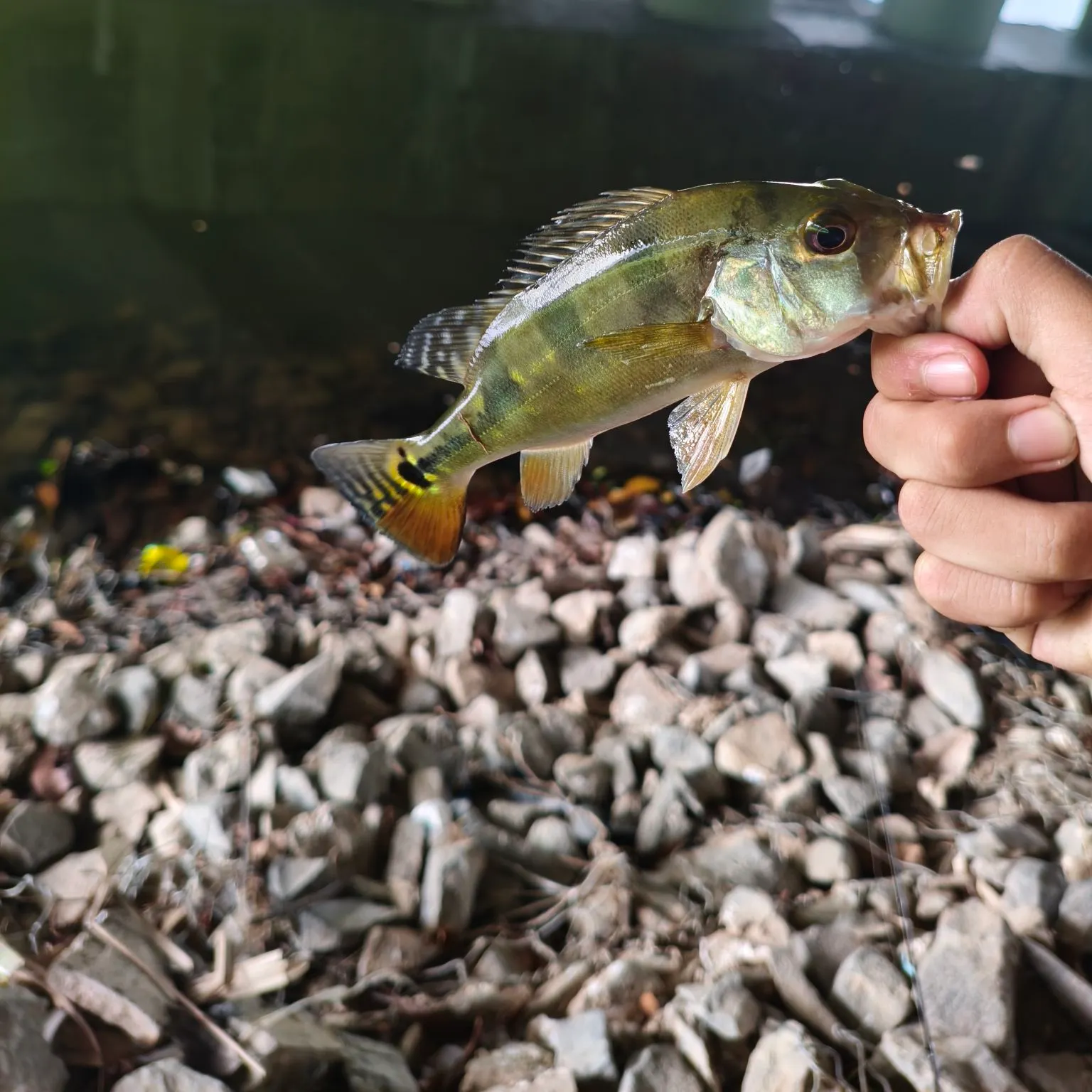 Butterfly peacock bass caught on Fishbrain