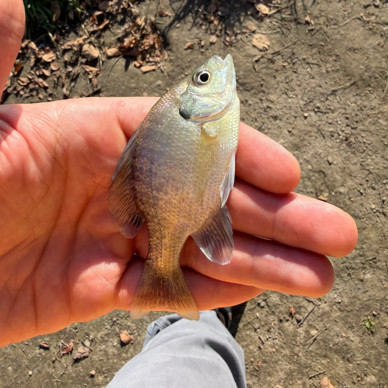 Bluegill caught on Fishbrain