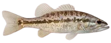 Alabama bass