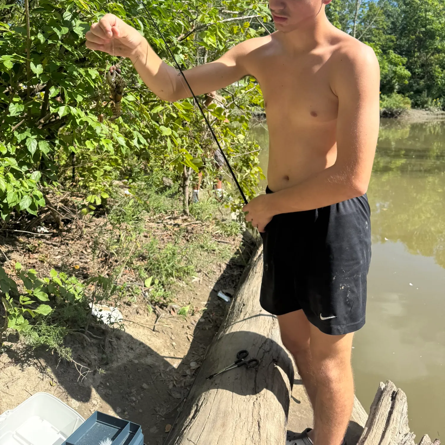 The most recent Signal crayfish catches on Fishbrain
