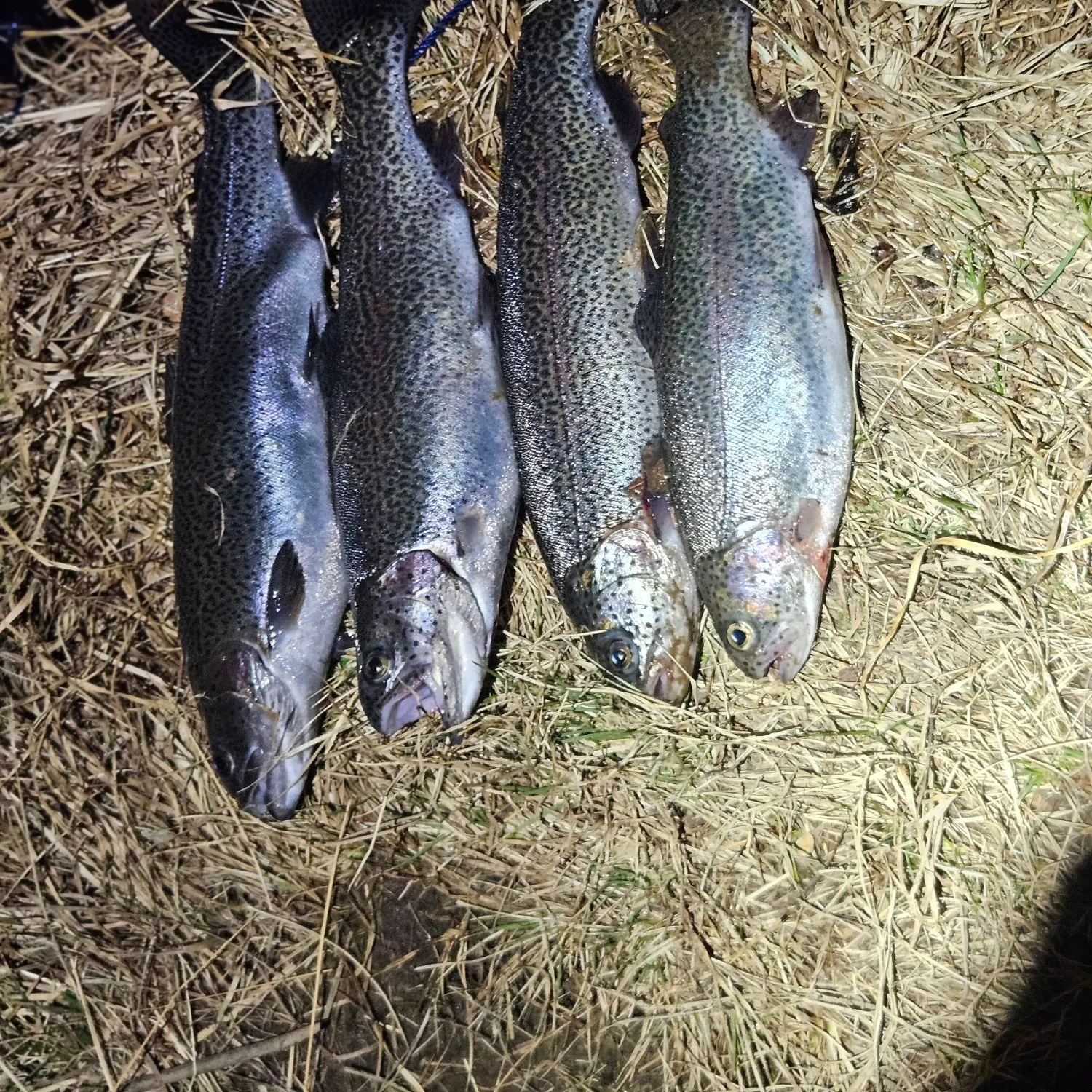 The most recent Rainbow trout catches on Fishbrain