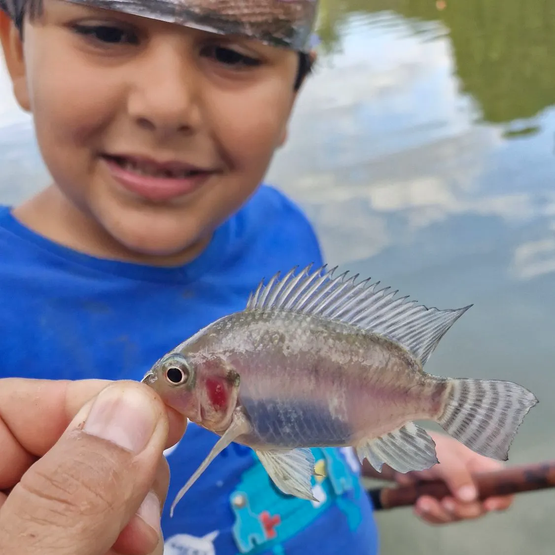 The most recent Redbreast tilapia catches on Fishbrain