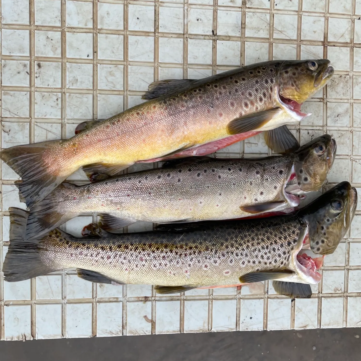 recently logged catches