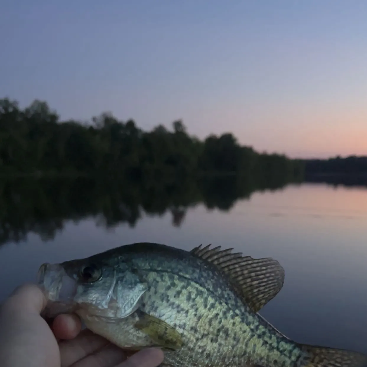 Black crappie caught on Fishbrain