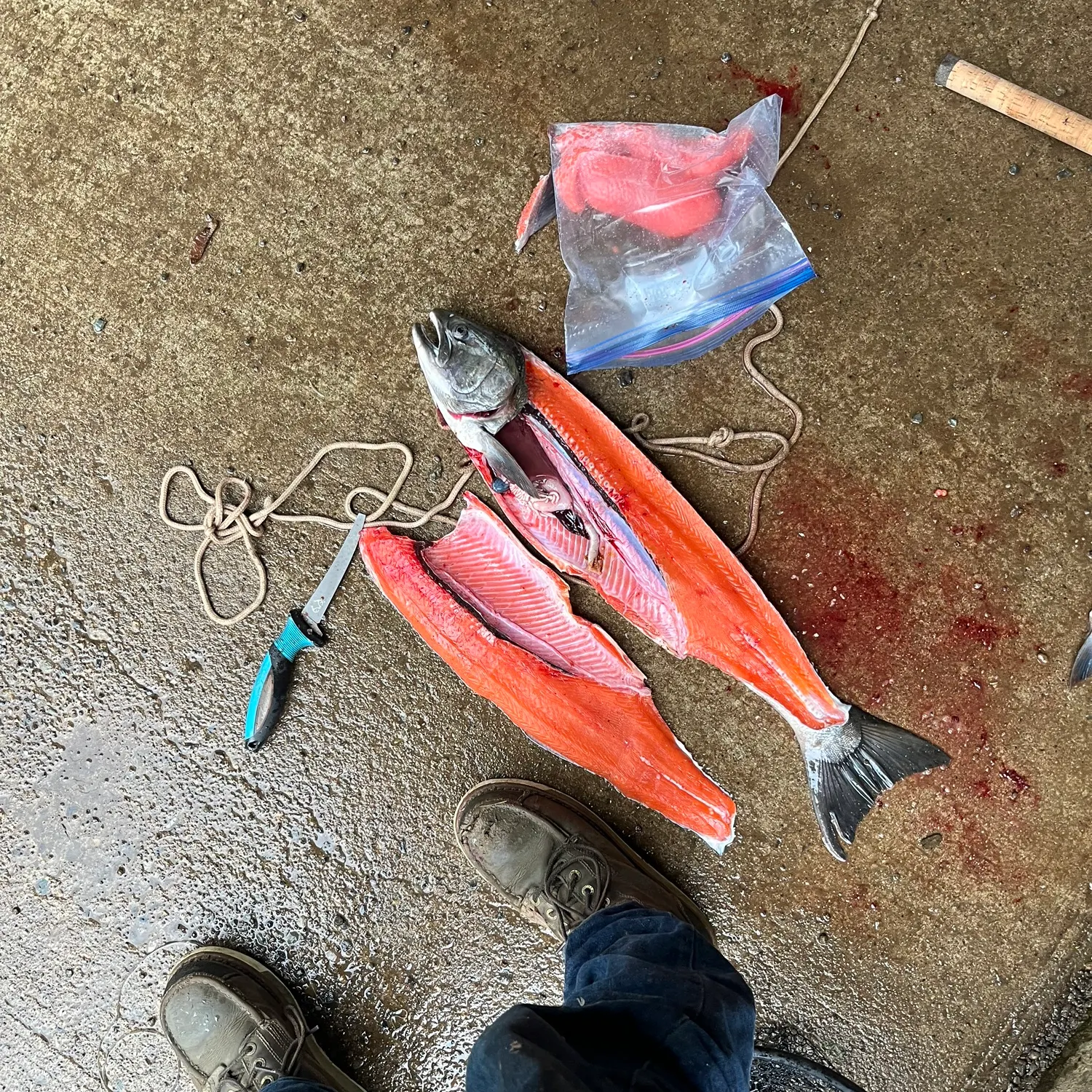 Coho salmon caught on Fishbrain