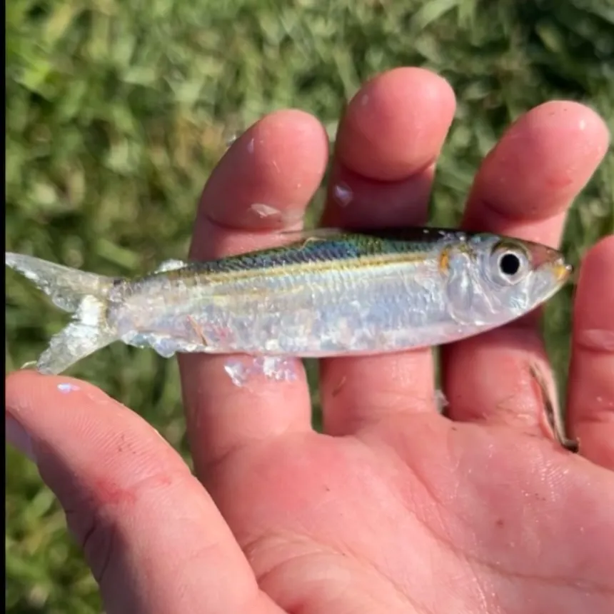 The most recent Redear herring catches on Fishbrain