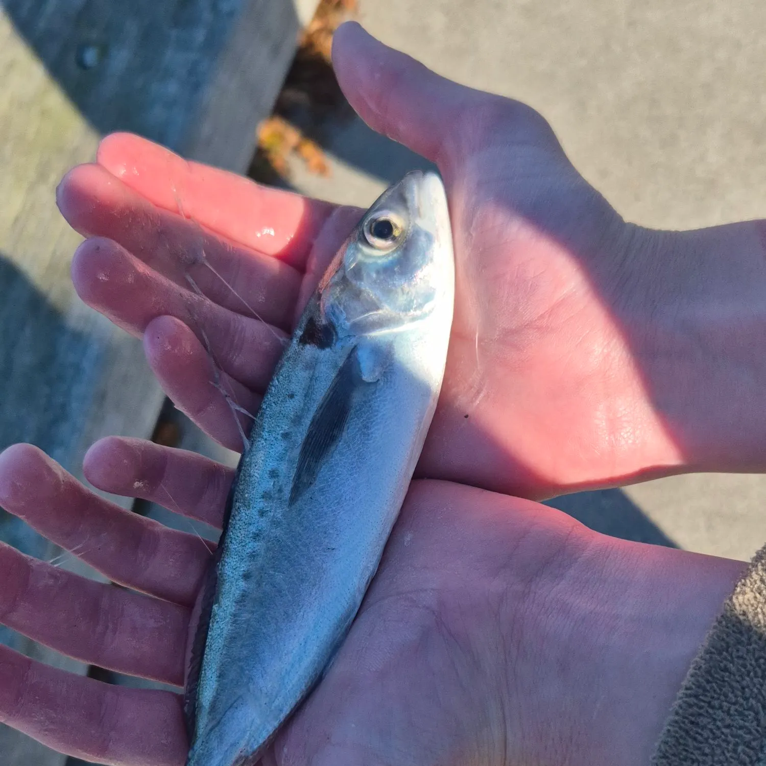 The most recent Common warehou catches on Fishbrain