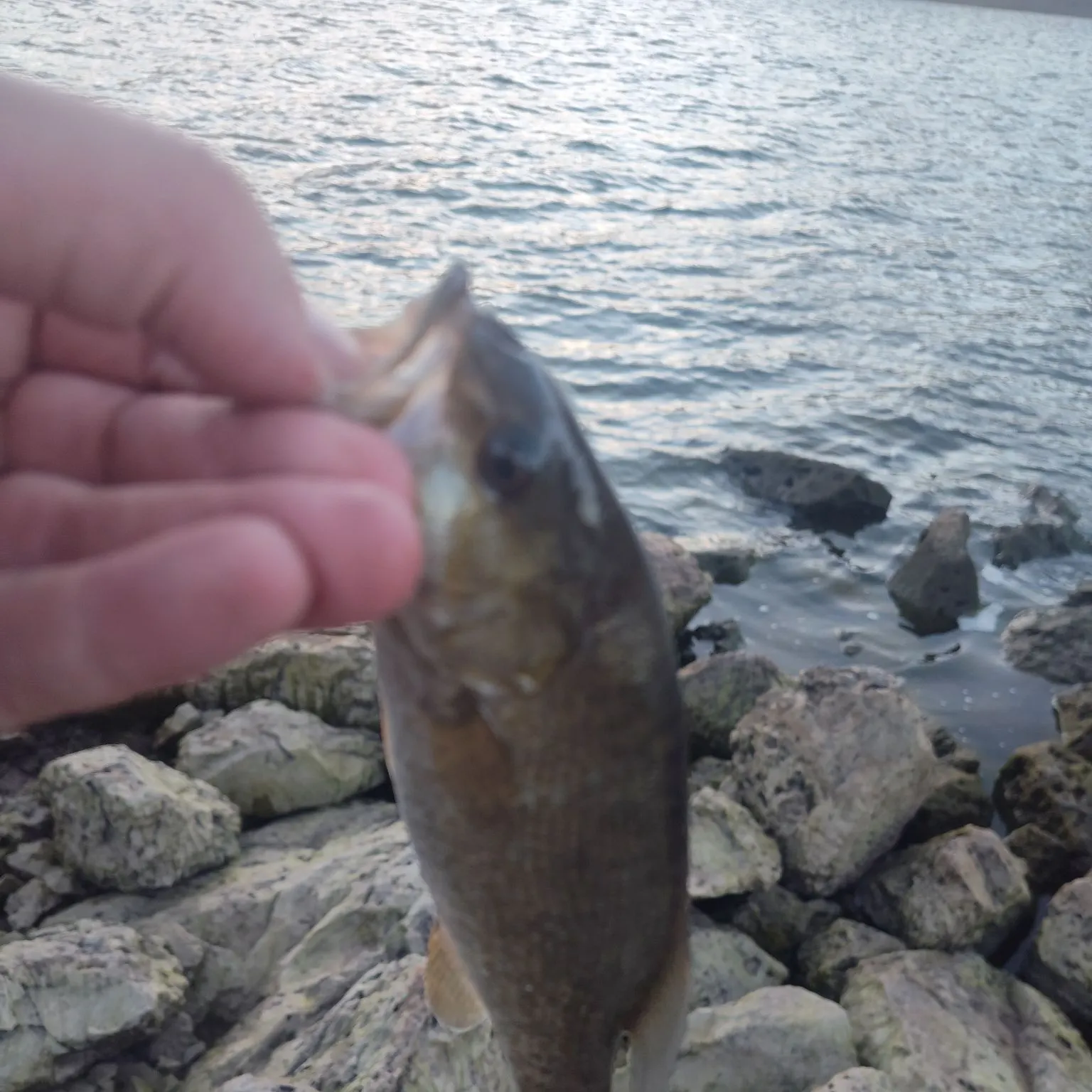 Smallmouth bass caught on Fishbrain