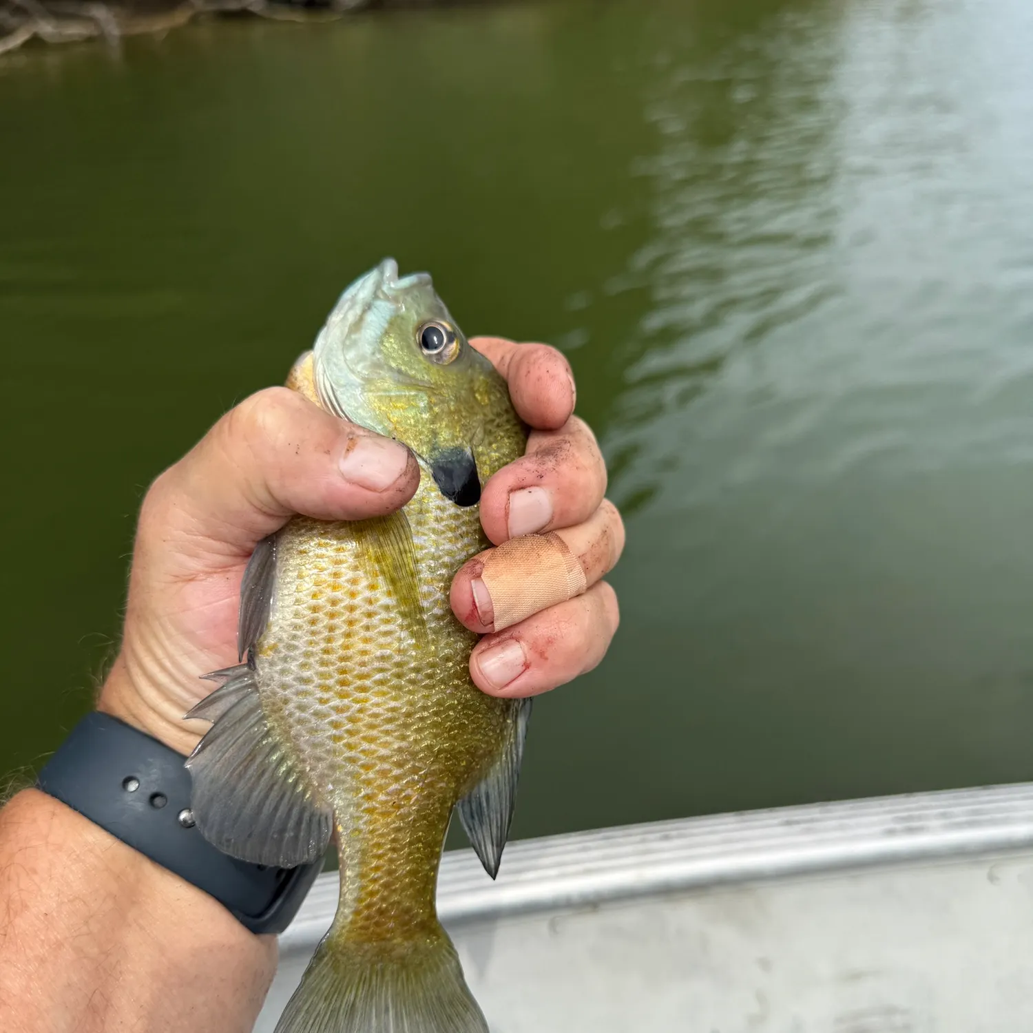 Bluegill caught on Fishbrain