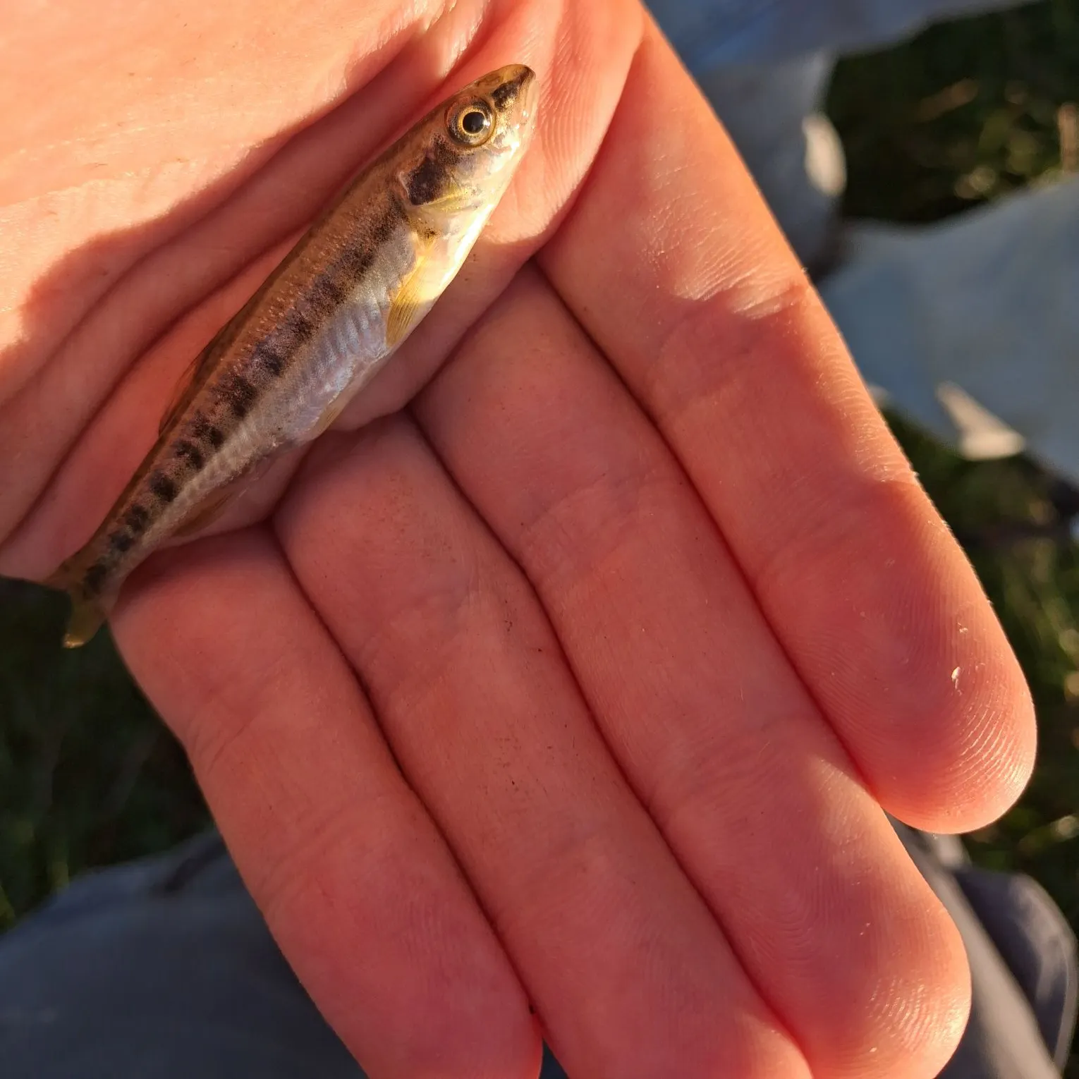 Eurasian minnow caught on Fishbrain