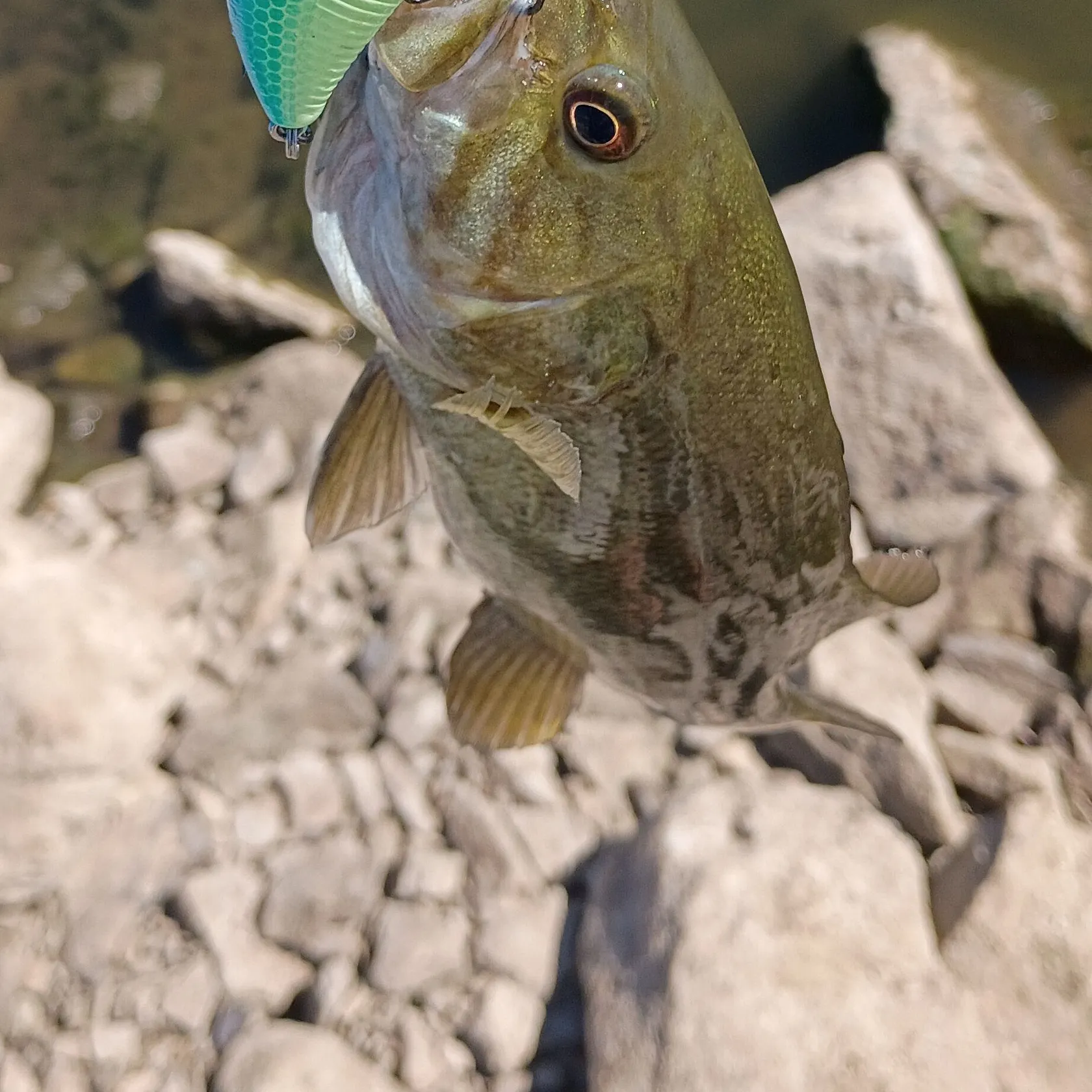 Smallmouth bass caught on Fishbrain