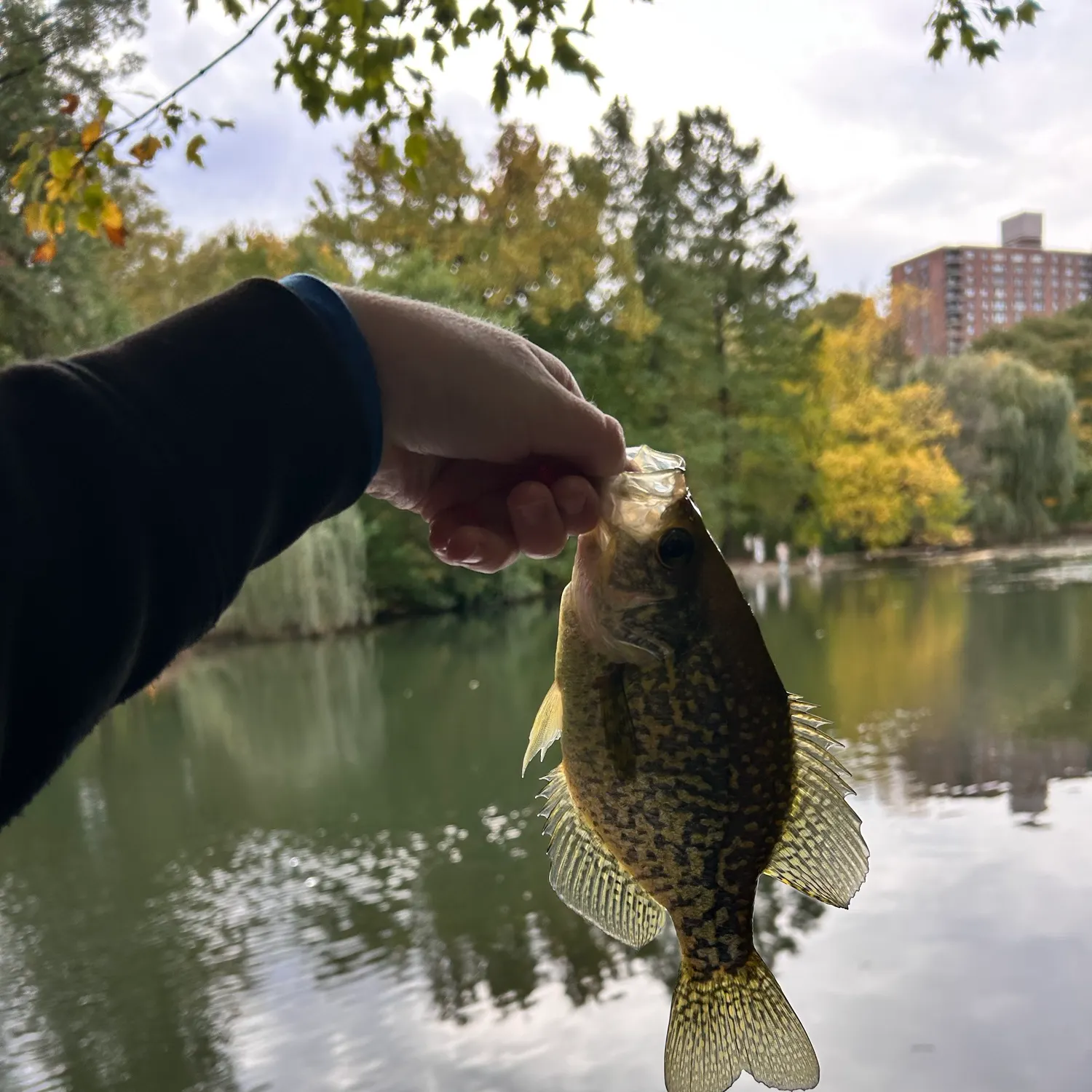 Black crappie caught on Fishbrain