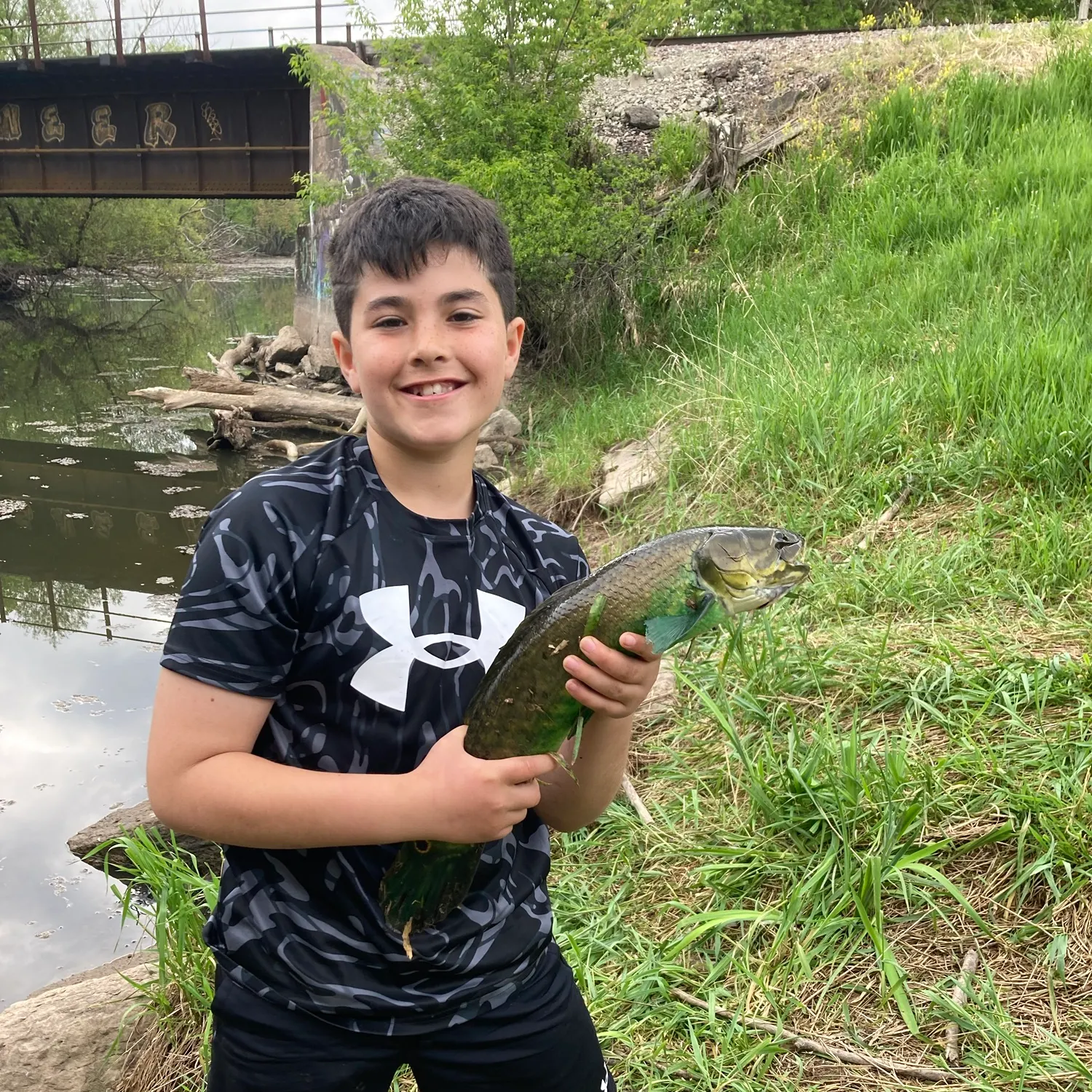 Eyetail bowfin caught on Fishbrain