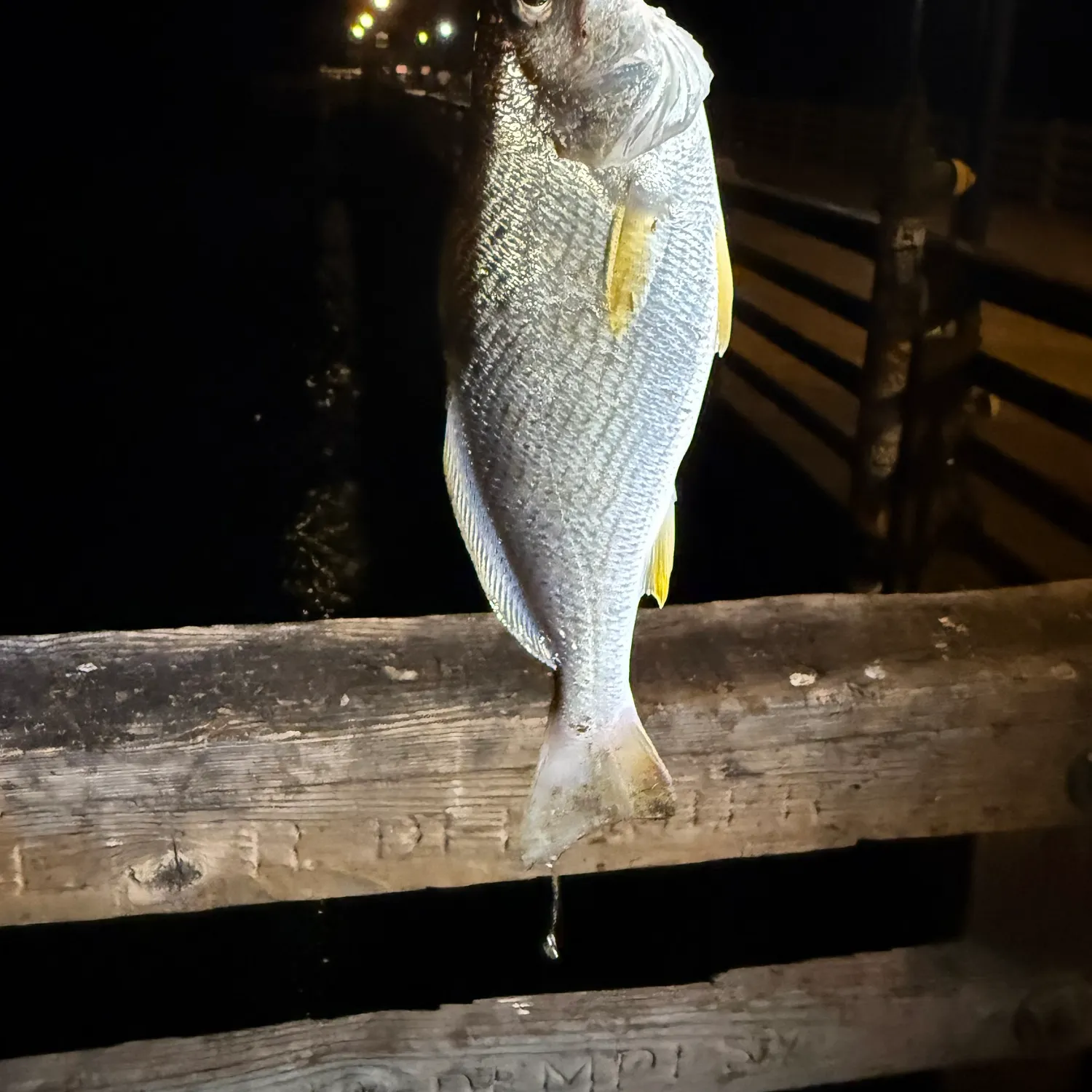 The most recent Yellowfin croaker catches on Fishbrain