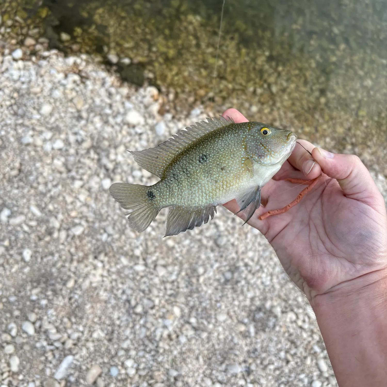 Rio Grande cichlid caught on Fishbrain