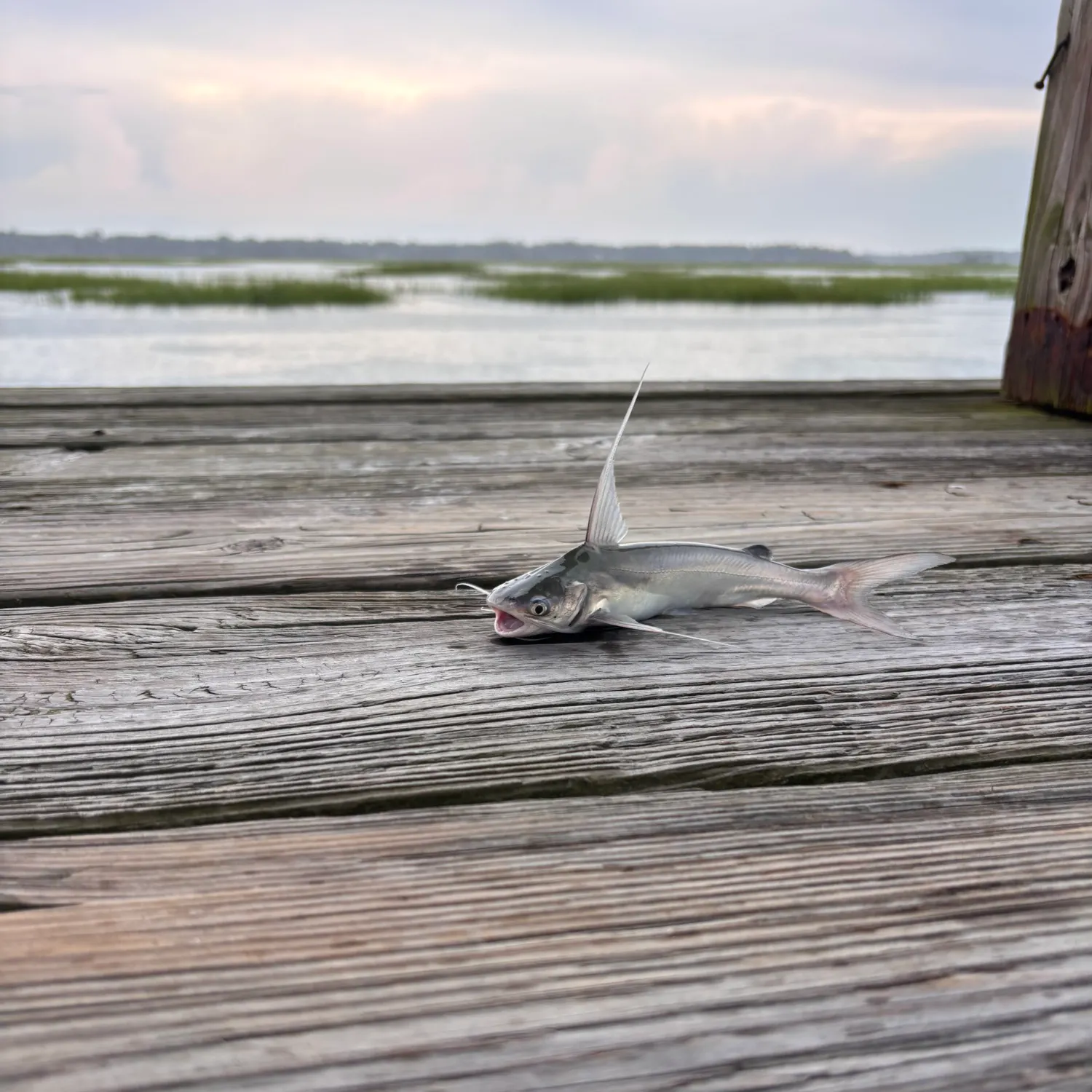 Gafftopsail sea catfish caught on Fishbrain