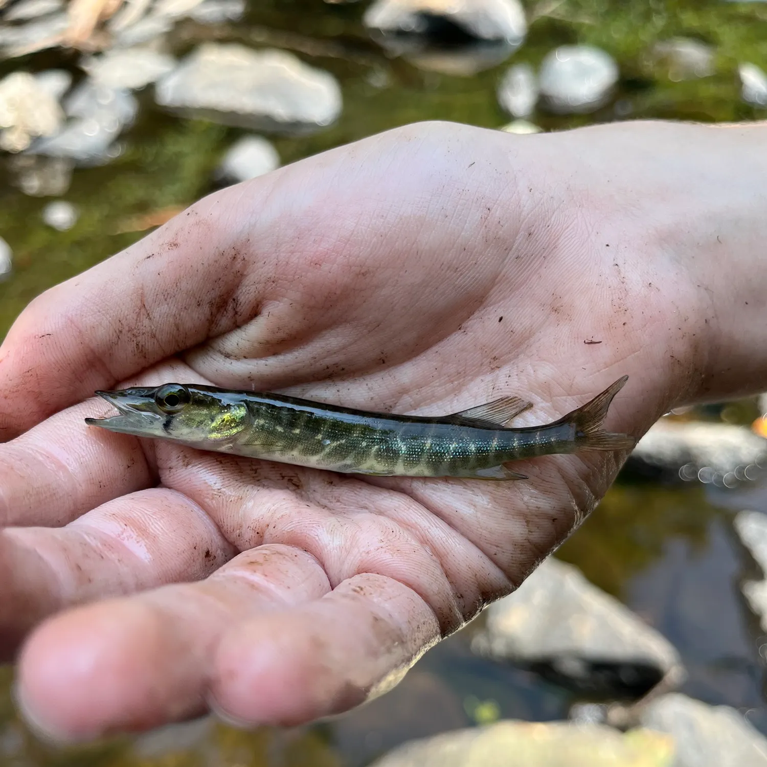 The most recent Redfin pickerel catches on Fishbrain